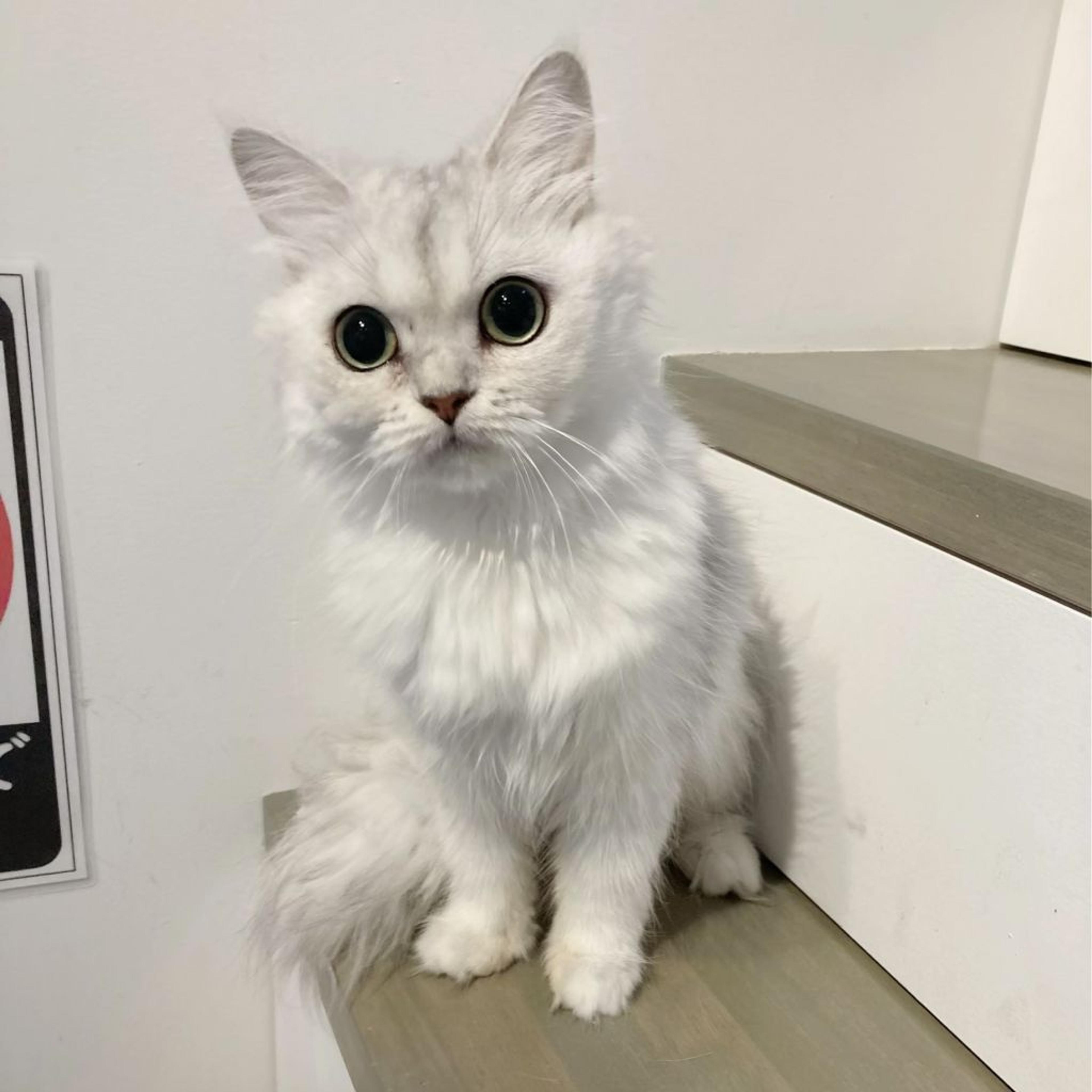 pet-image-3