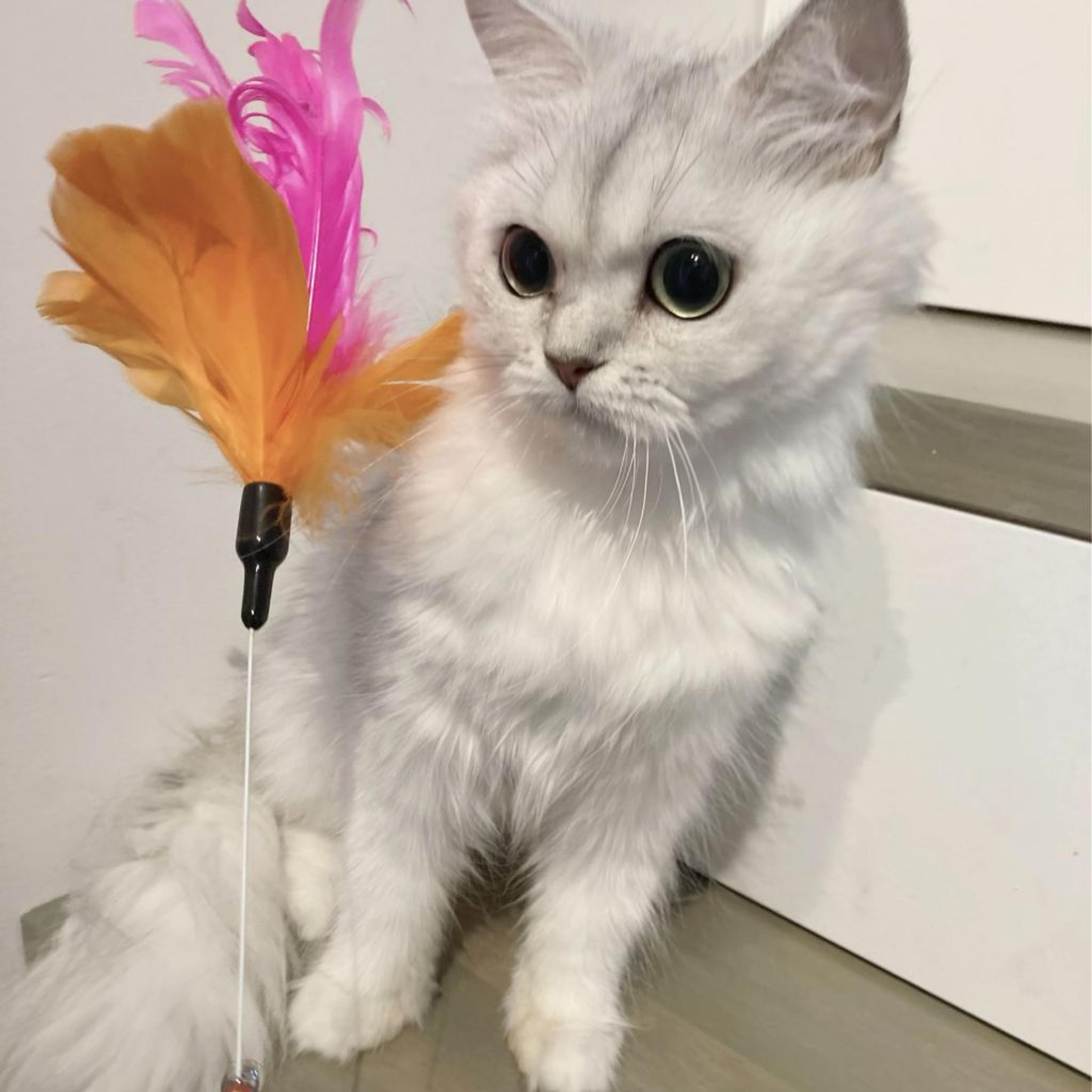 pet-image-4