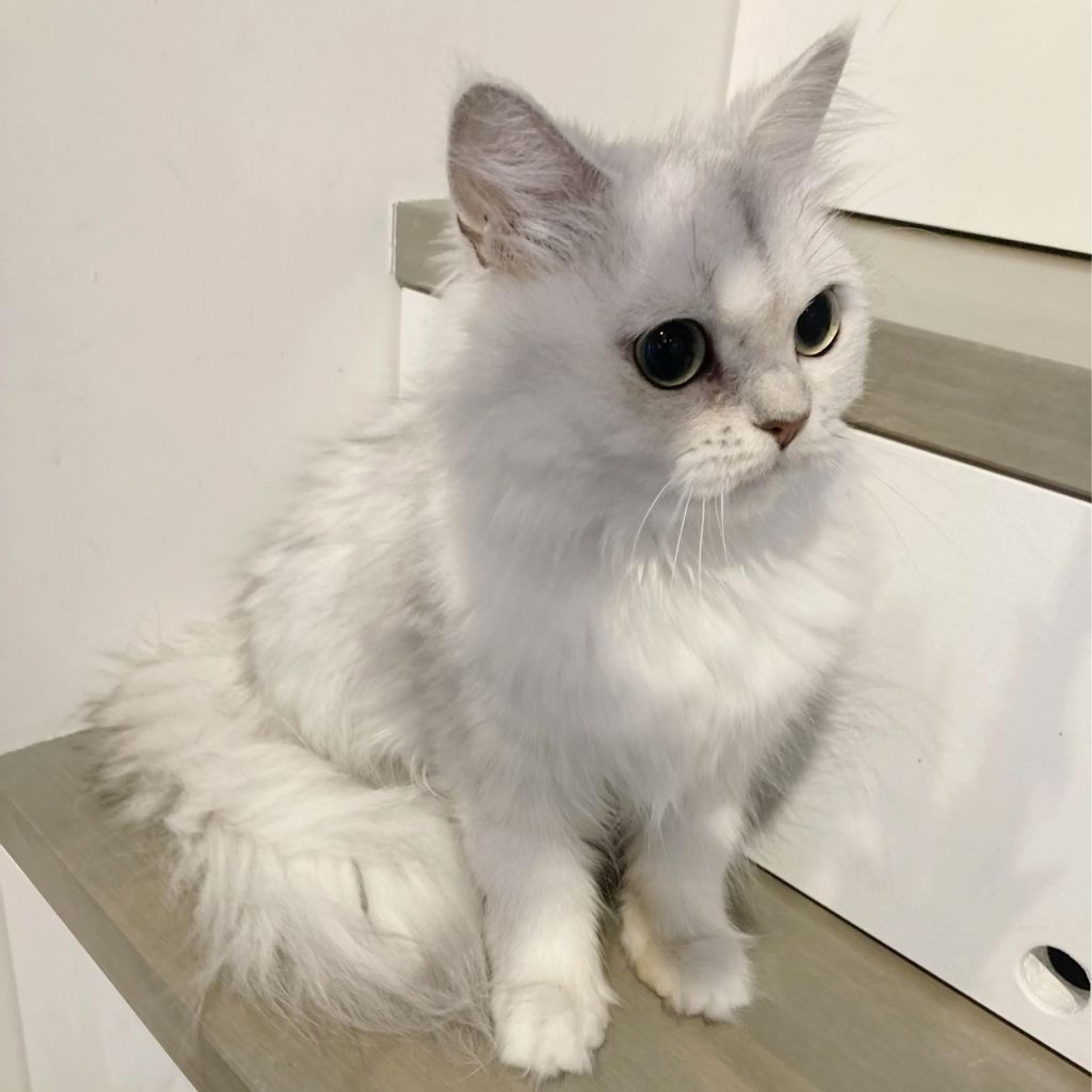 pet-image-5