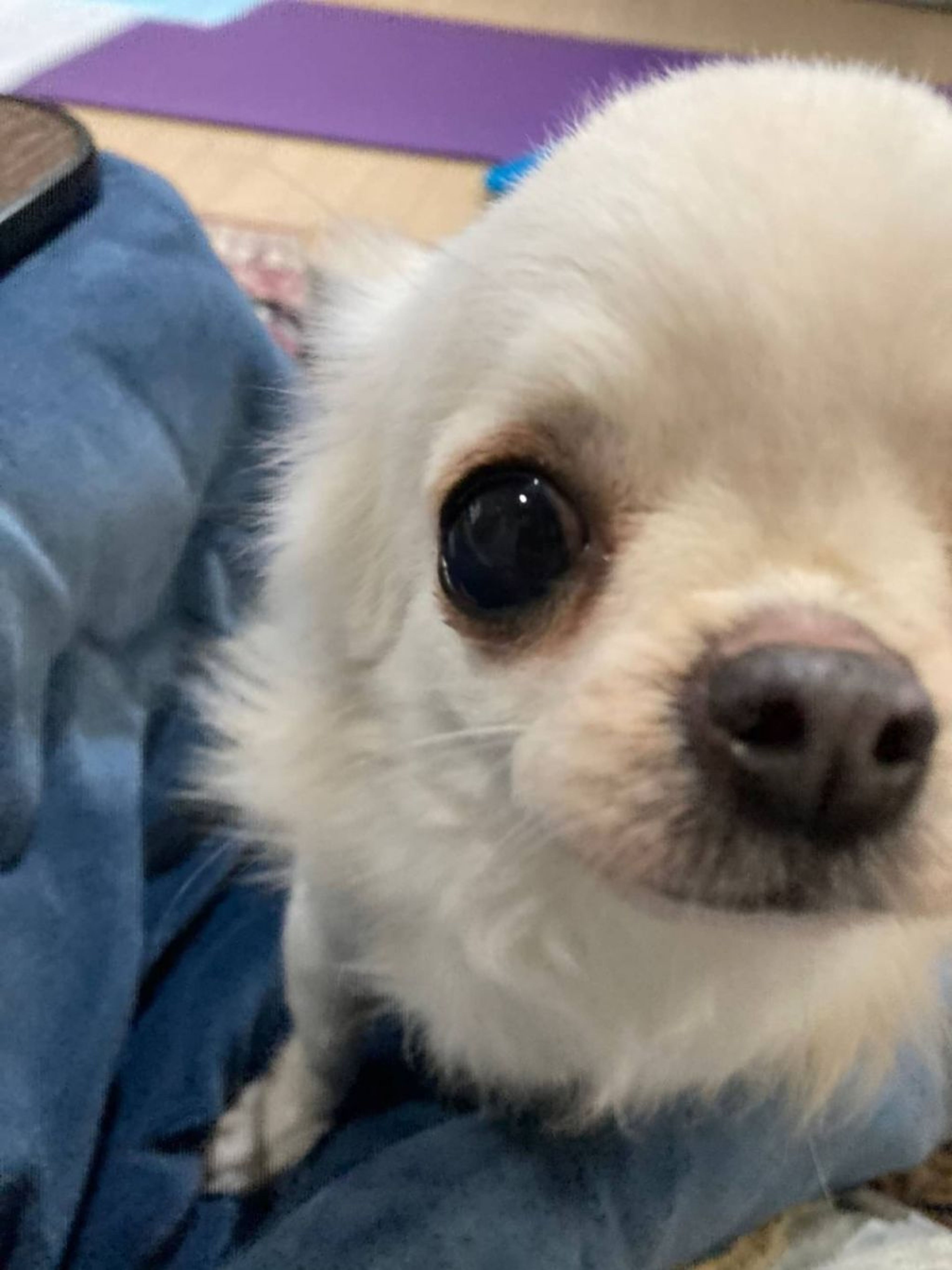 pet-image-3