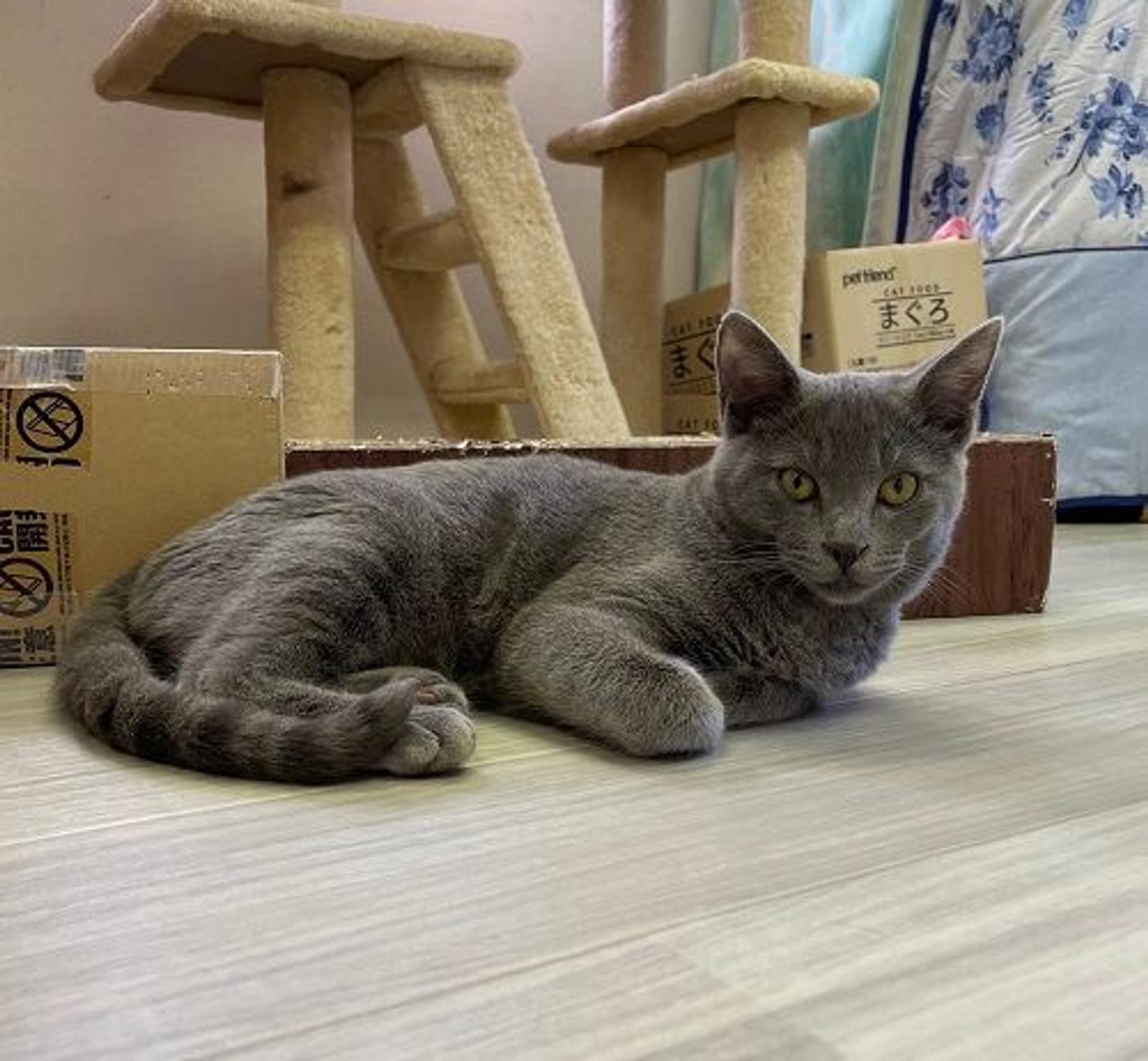 pet-image-3