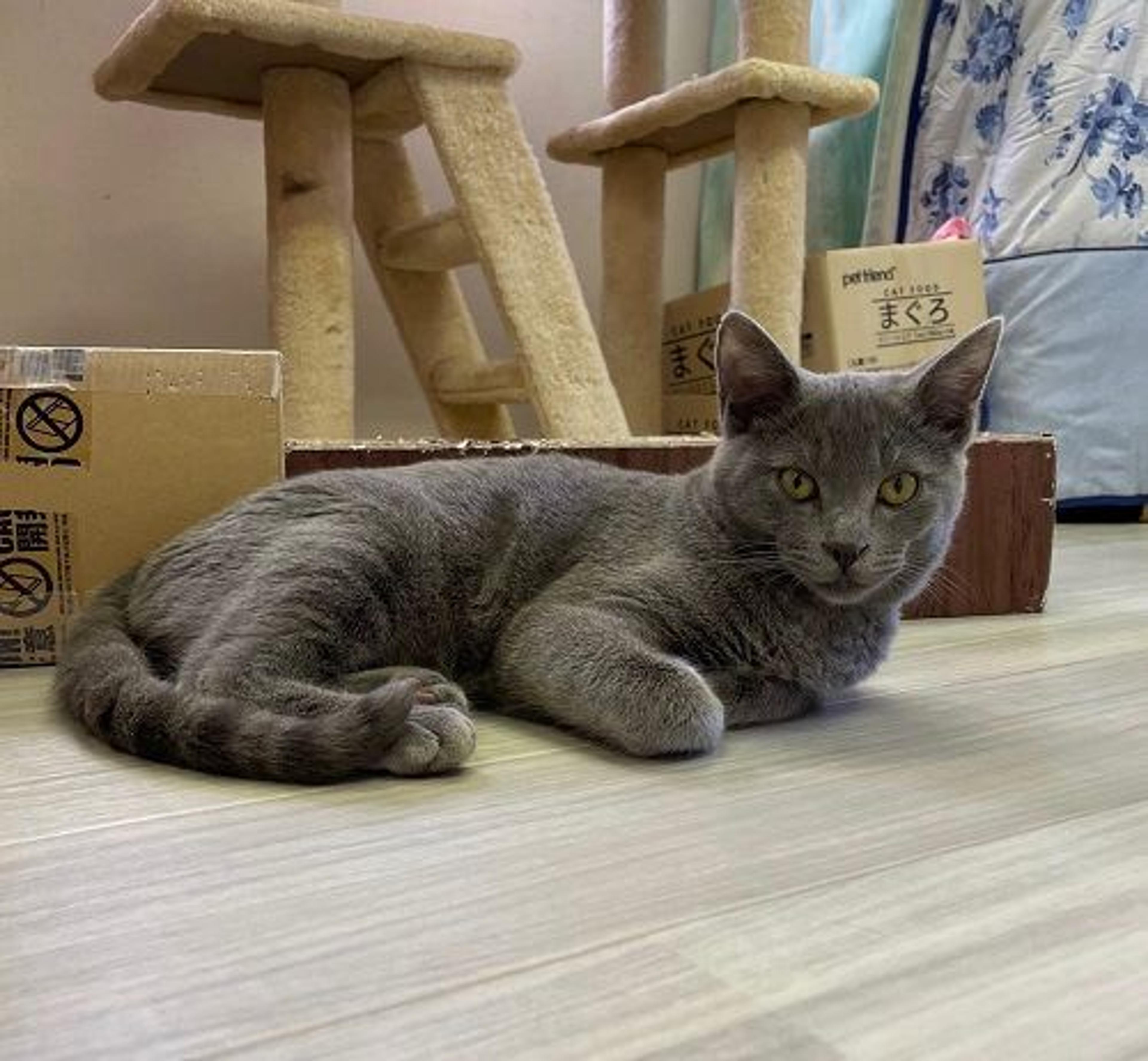 pet-image-3