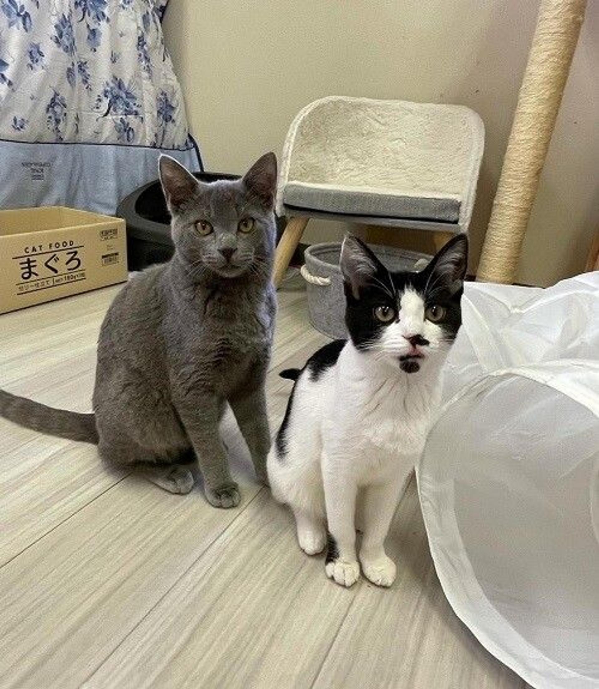 pet-image-4