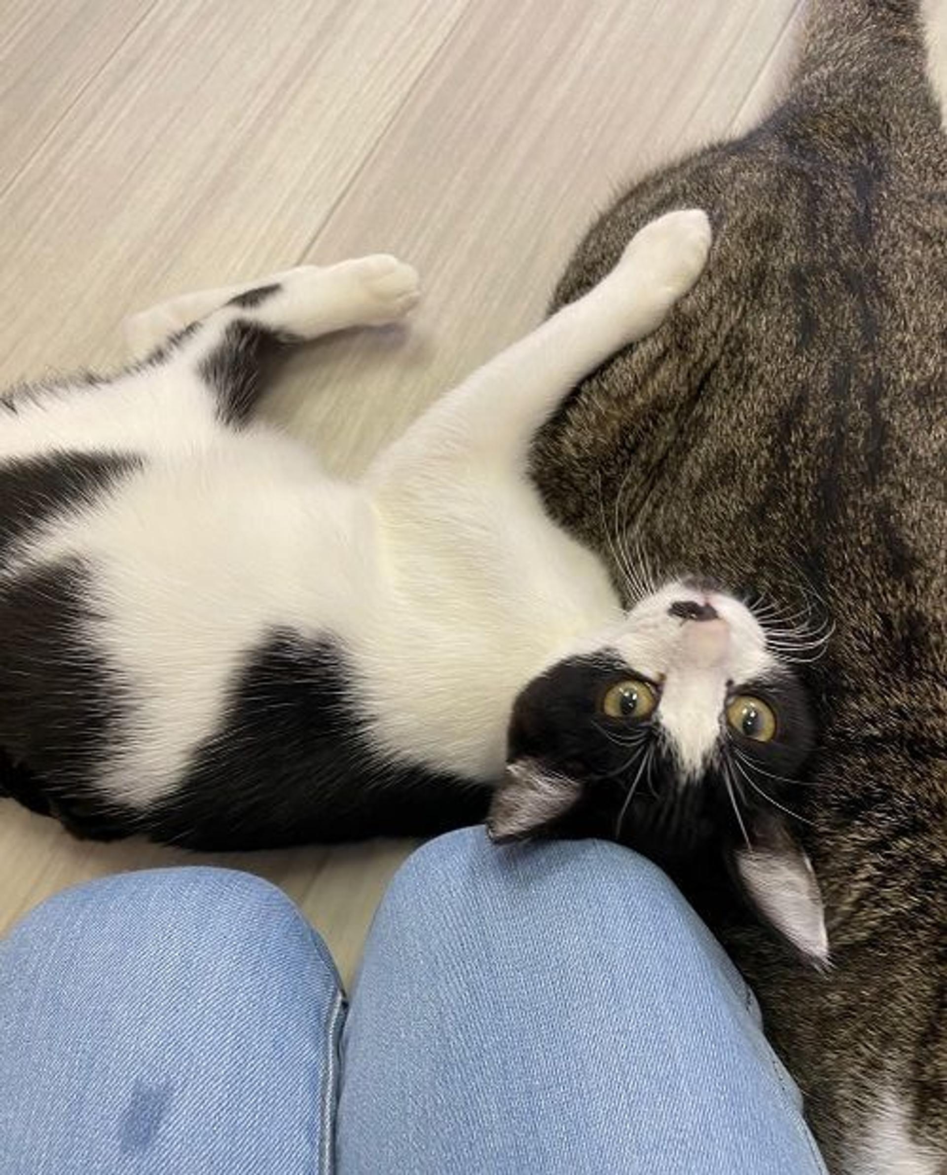 pet-image-4