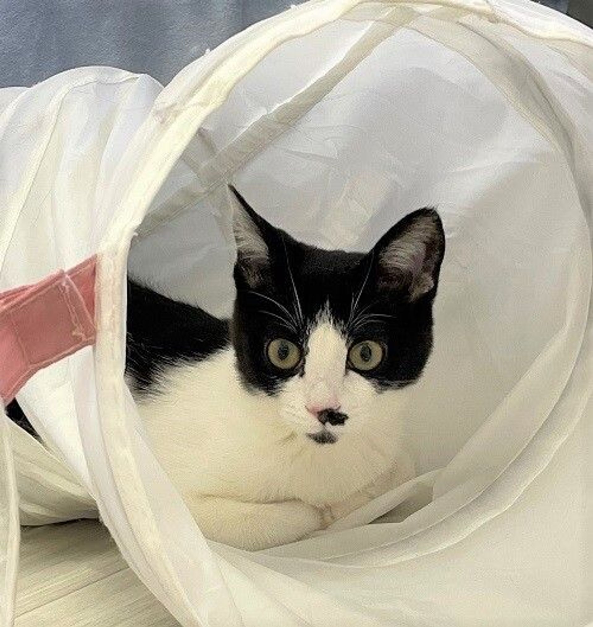 雑種（ミックス猫）・メスの里親募集の写真