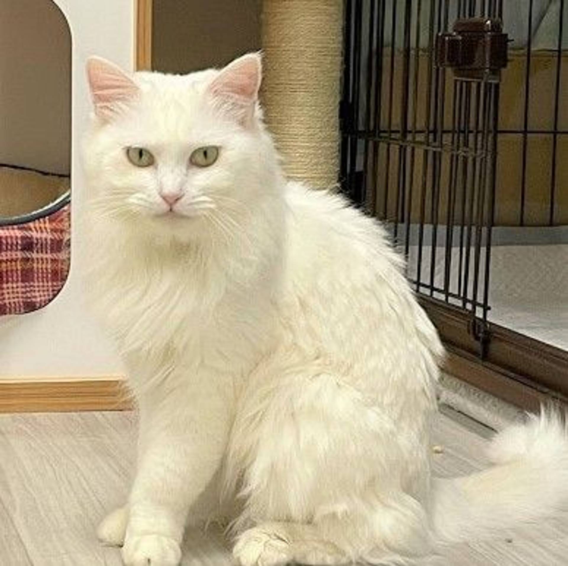 雑種（ミックス猫）・メスの里親募集の写真
