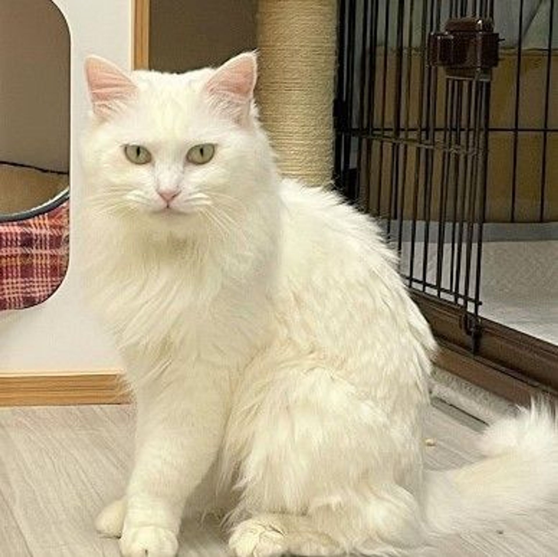 雑種（ミックス猫）・メスの里親募集の写真