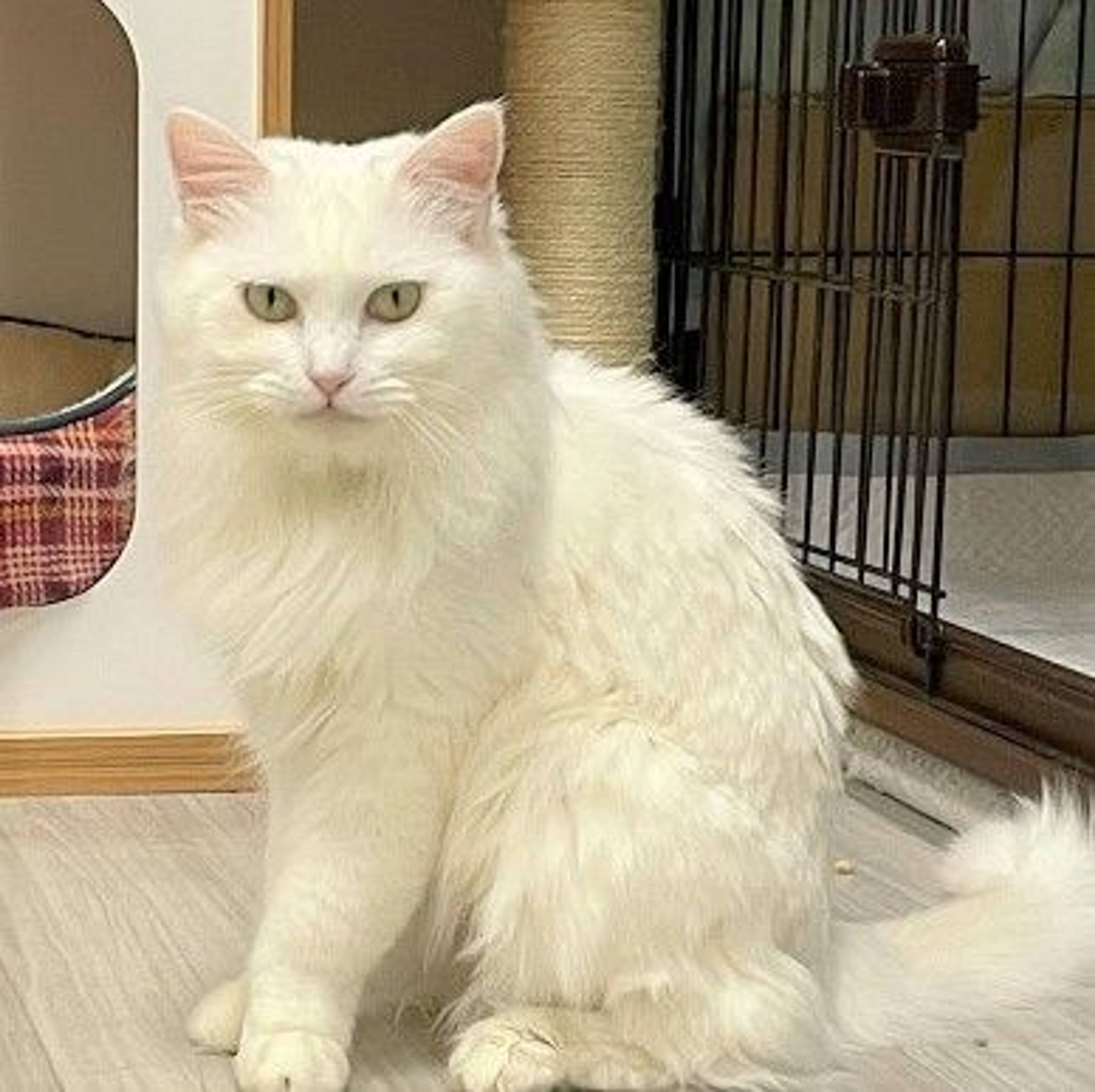 雑種（ミックス猫）・メスの里親募集の写真