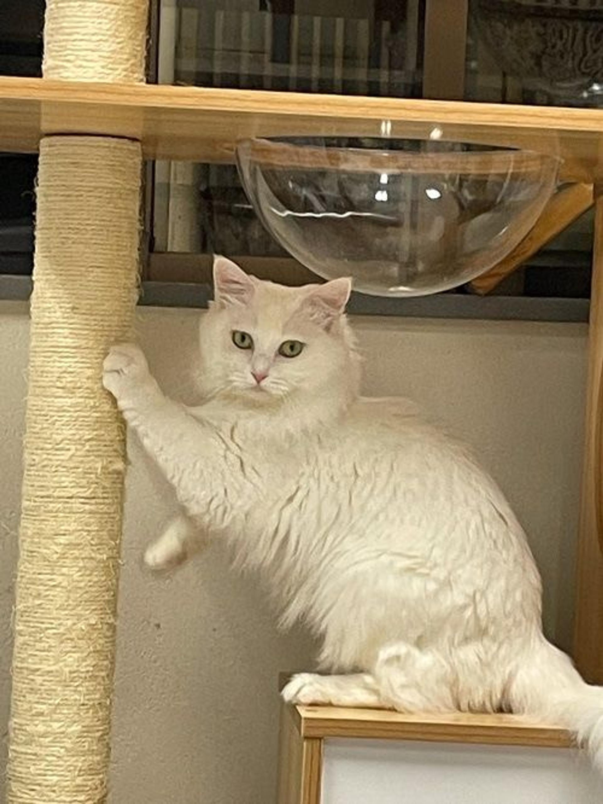 pet-image-3