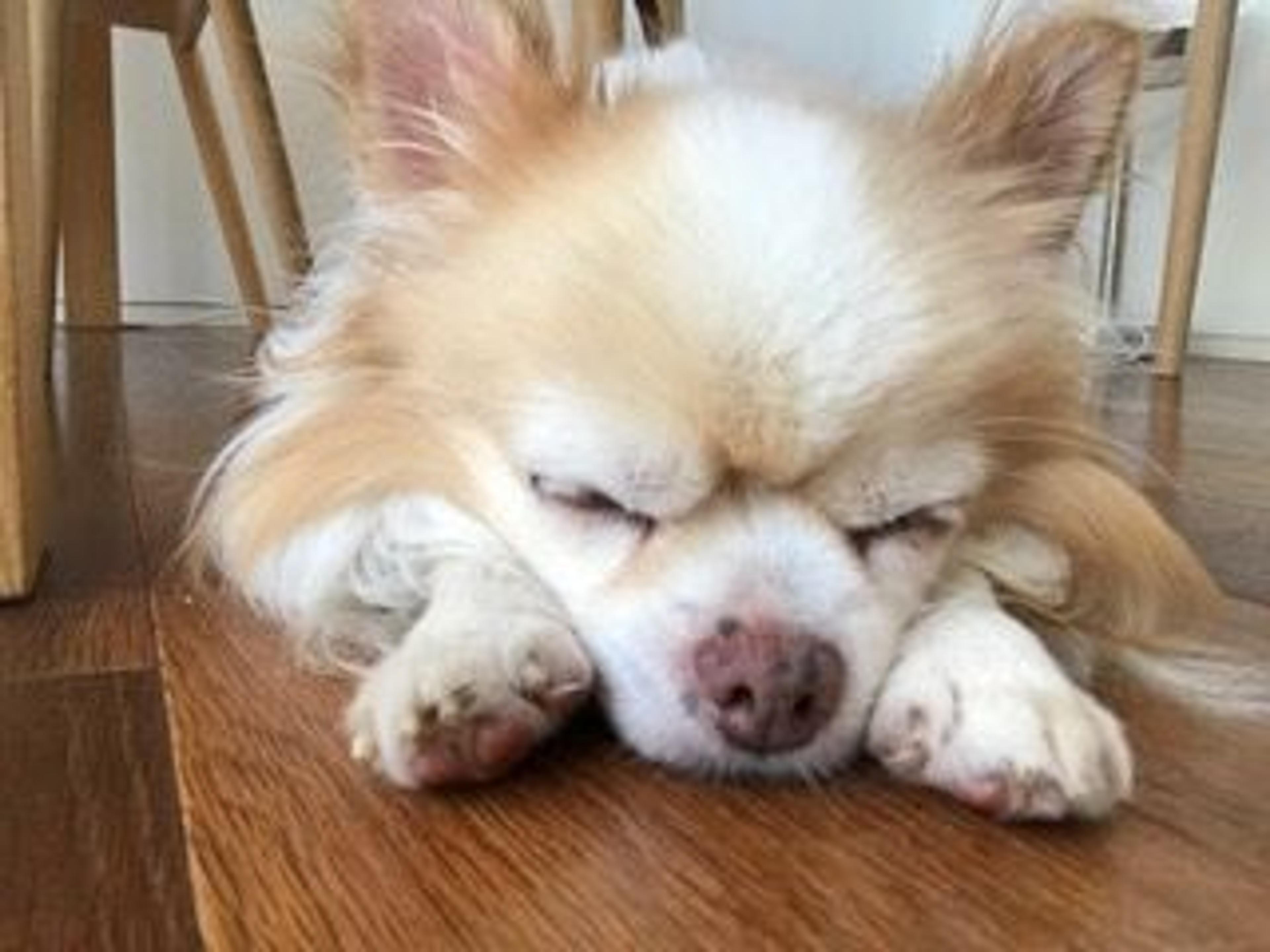pet-image-3