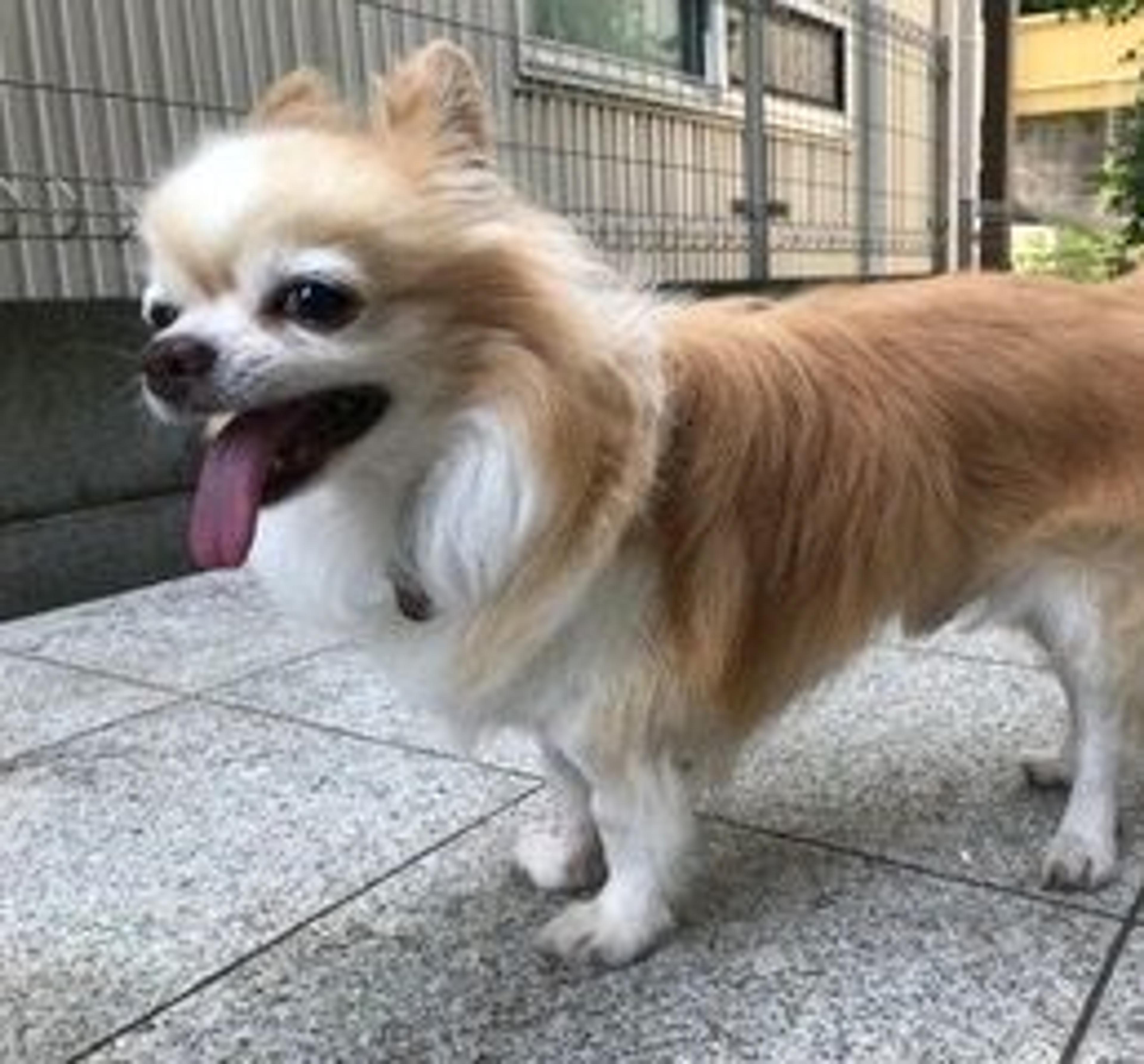 pet-image-2