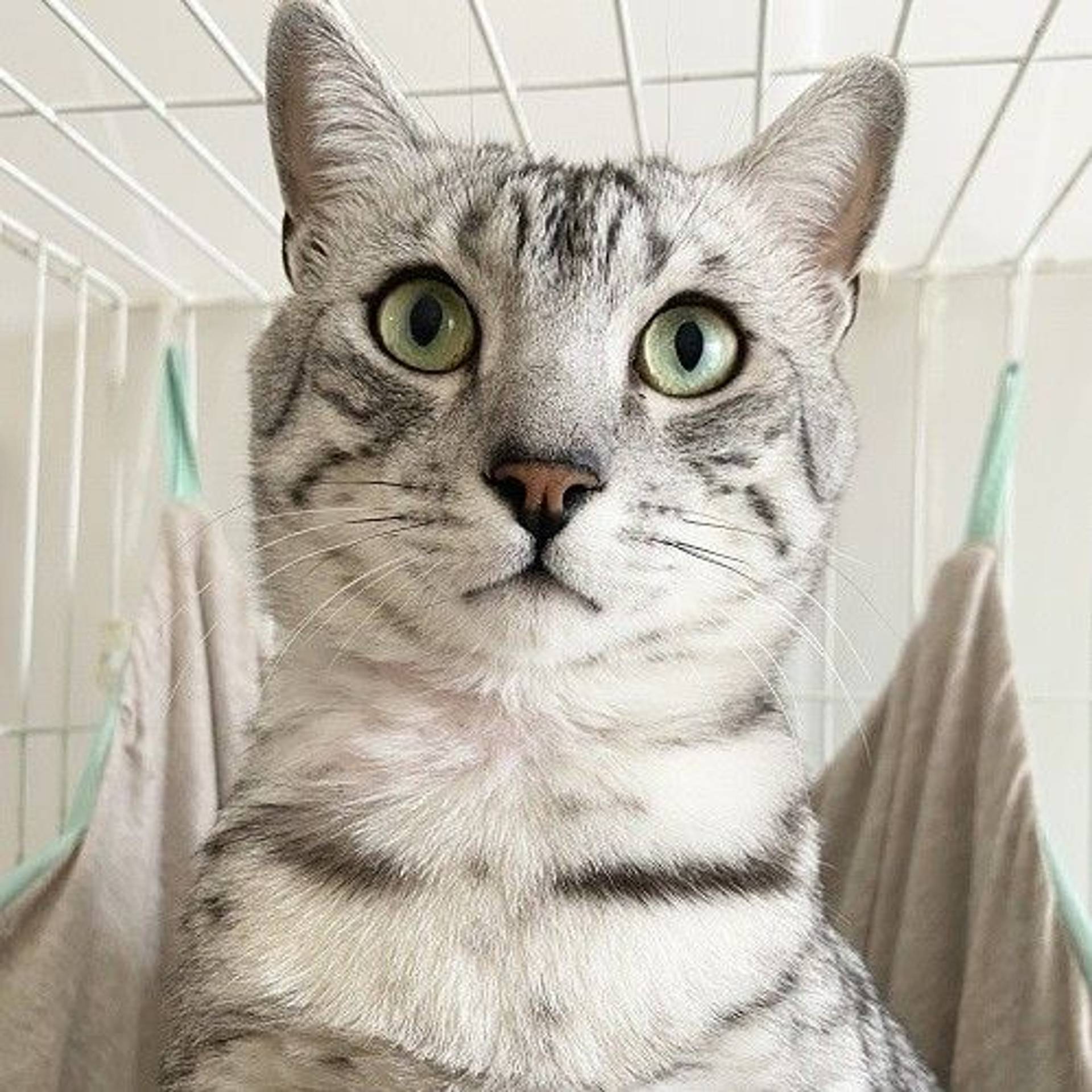 エジプシャンマウ・オスの里親募集の写真