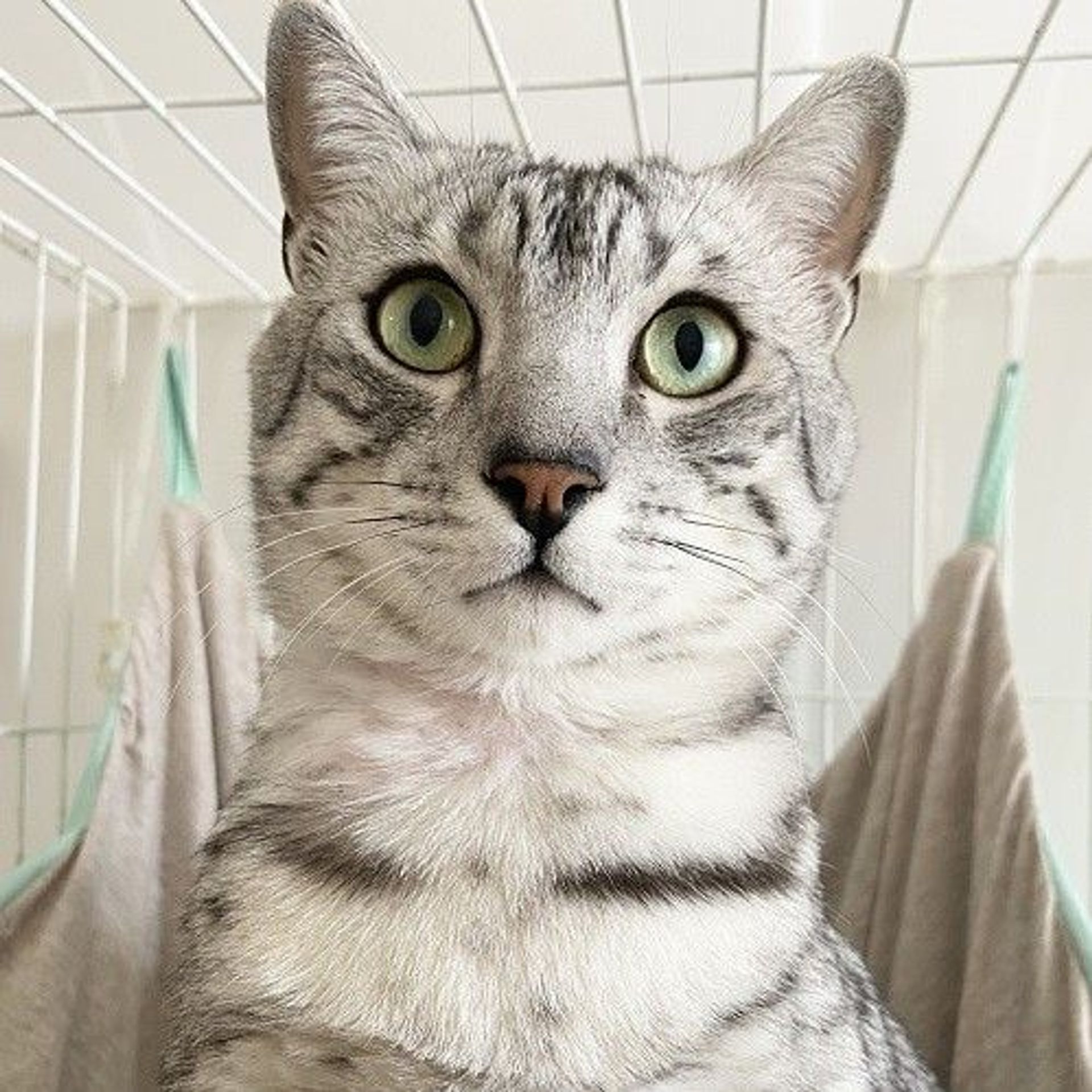 エジプシャンマウ・オスの里親募集の写真