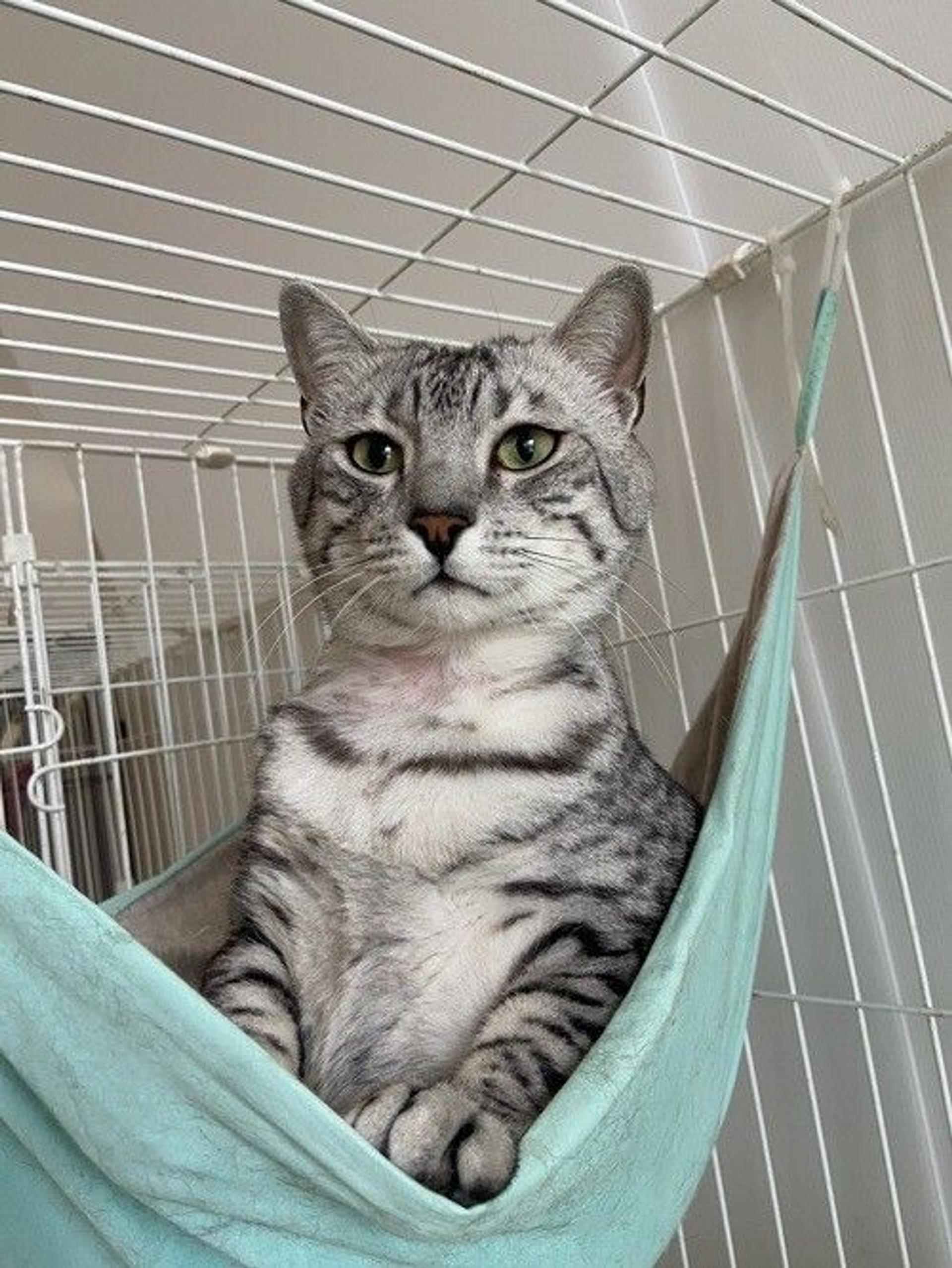 pet-image-2