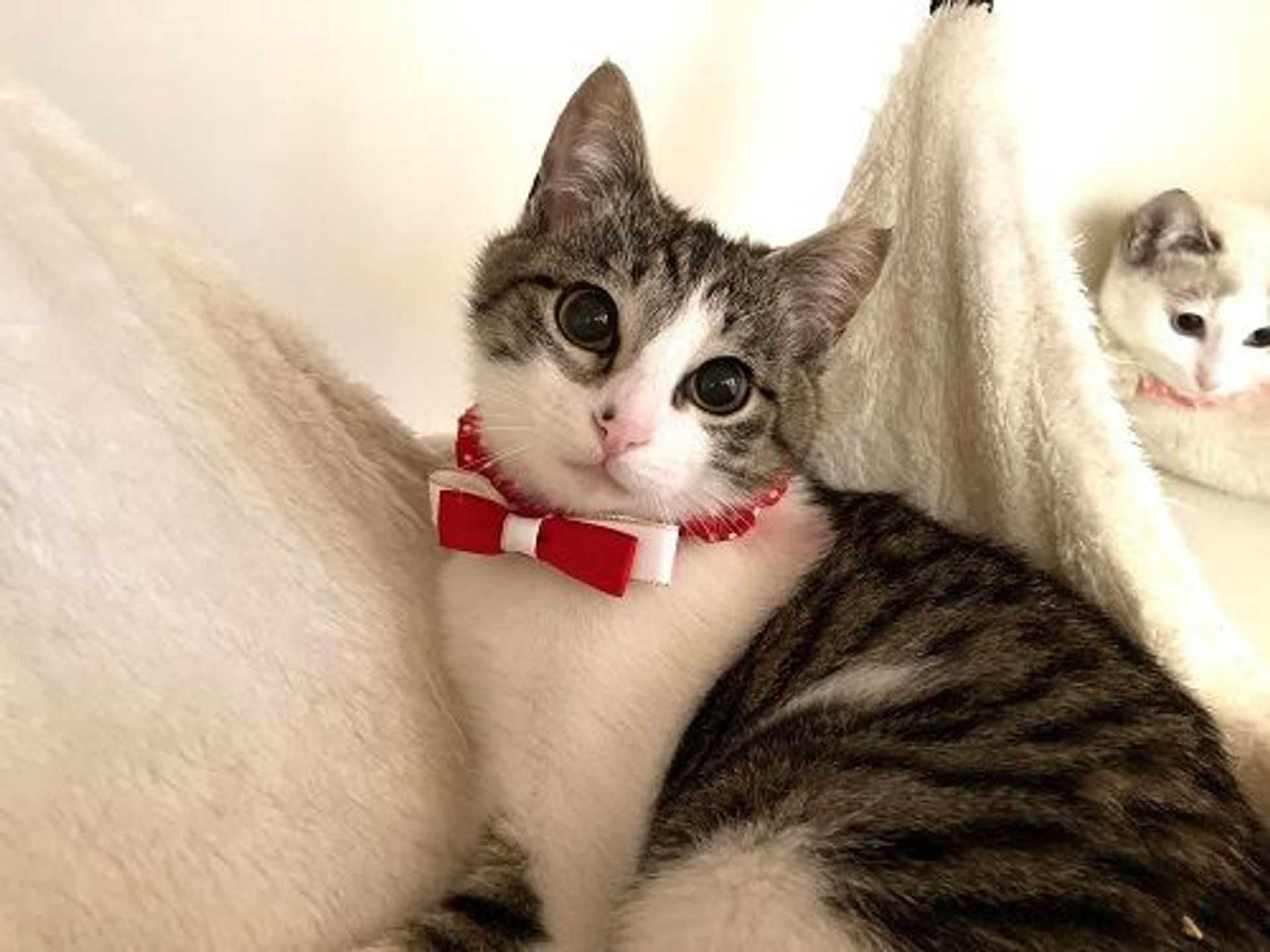 雑種（ミックス猫）・メスの里親募集の写真