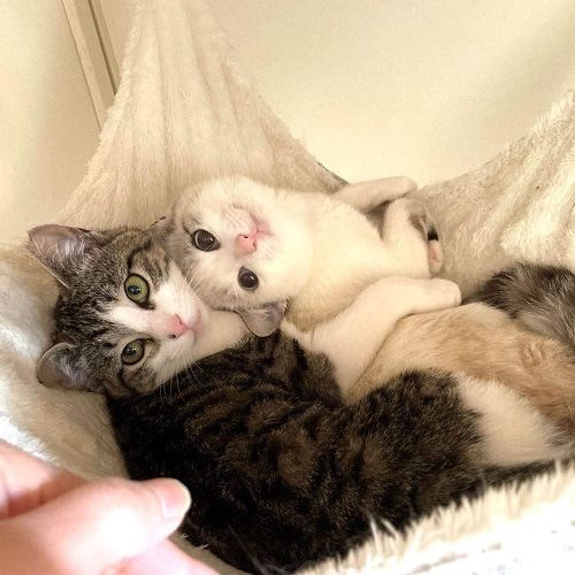 pet-image-3