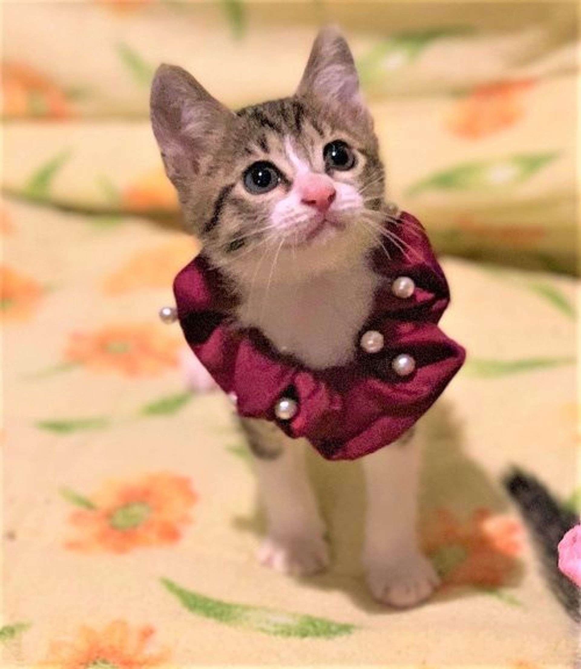 雑種（ミックス猫）・メスの里親募集の写真