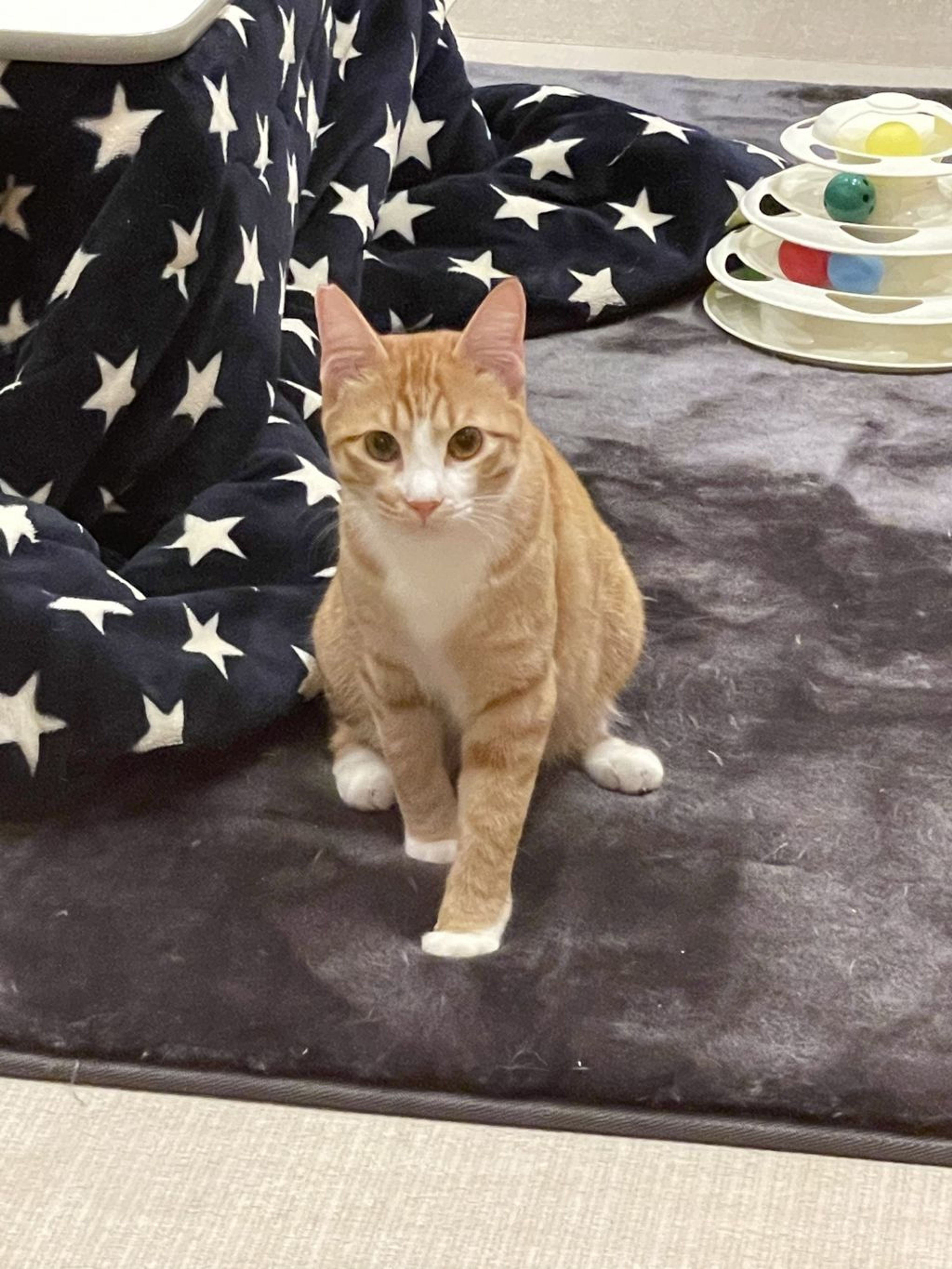 雑種（ミックス猫）・オスの里親募集の写真
