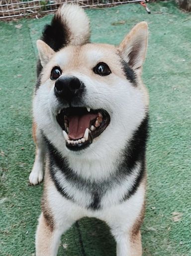 なずなの写真