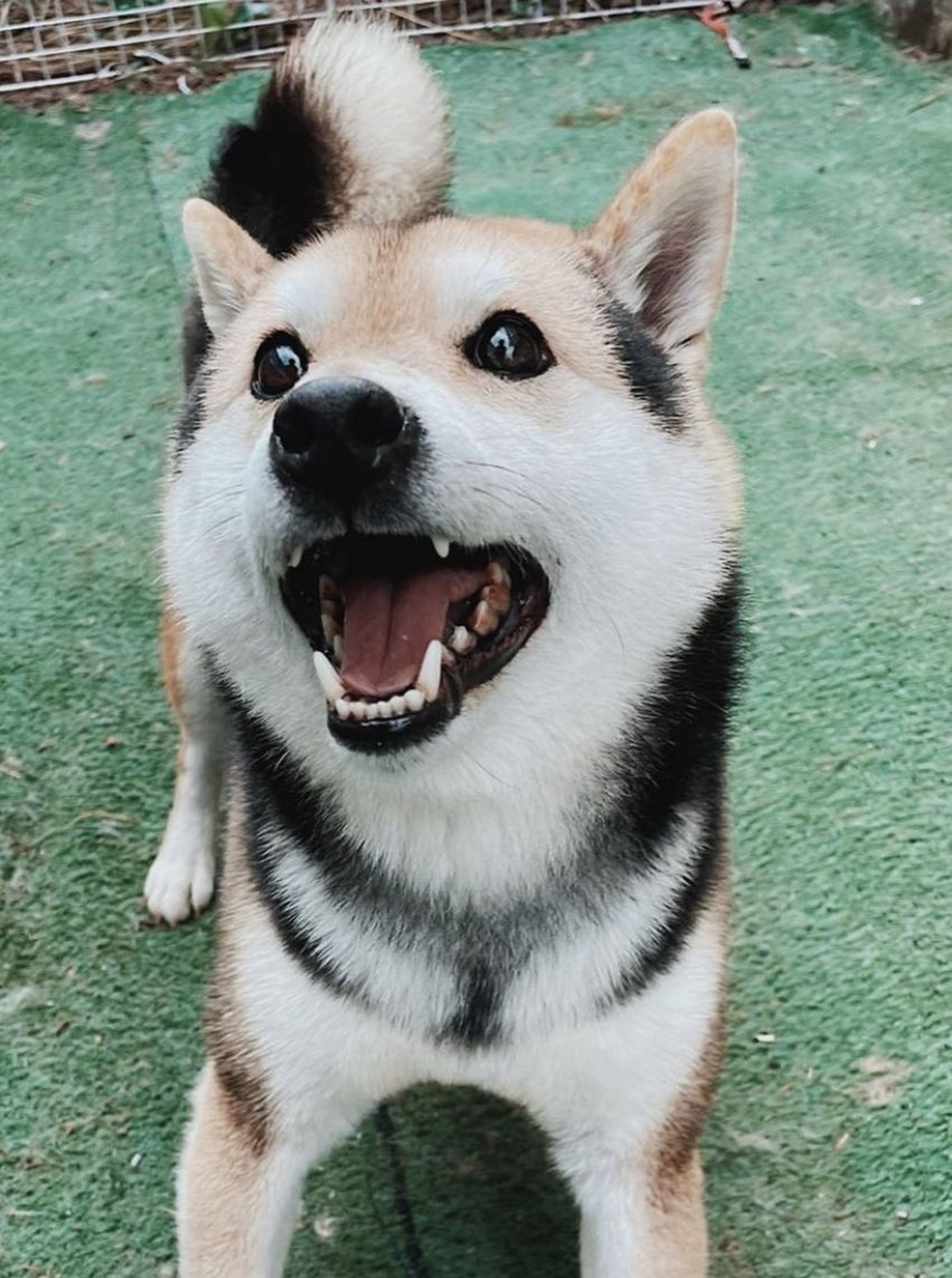 柴犬・オスの里親募集の写真
