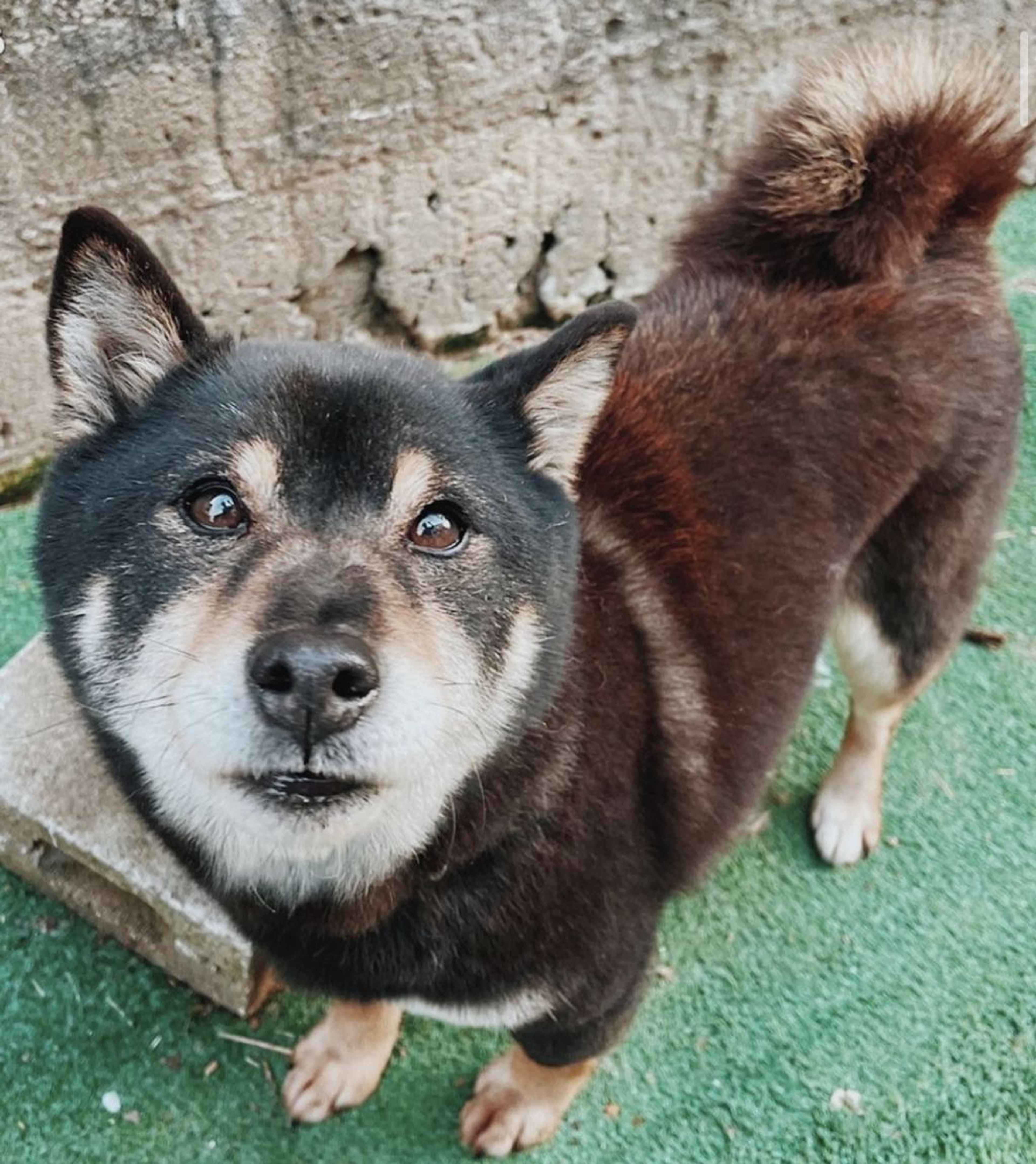 柴犬・メスの里親募集の写真