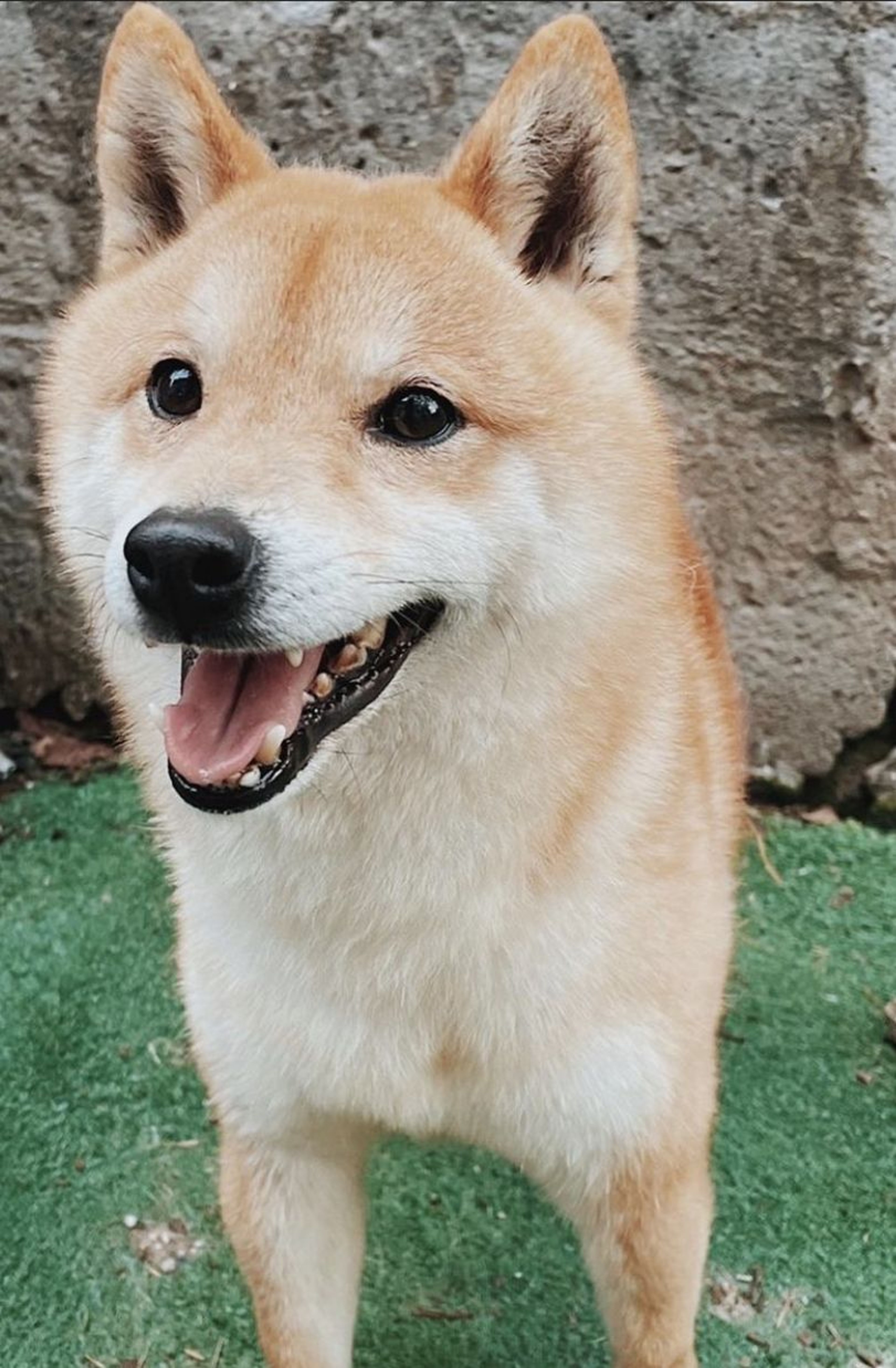 柴犬・オスの里親募集の写真