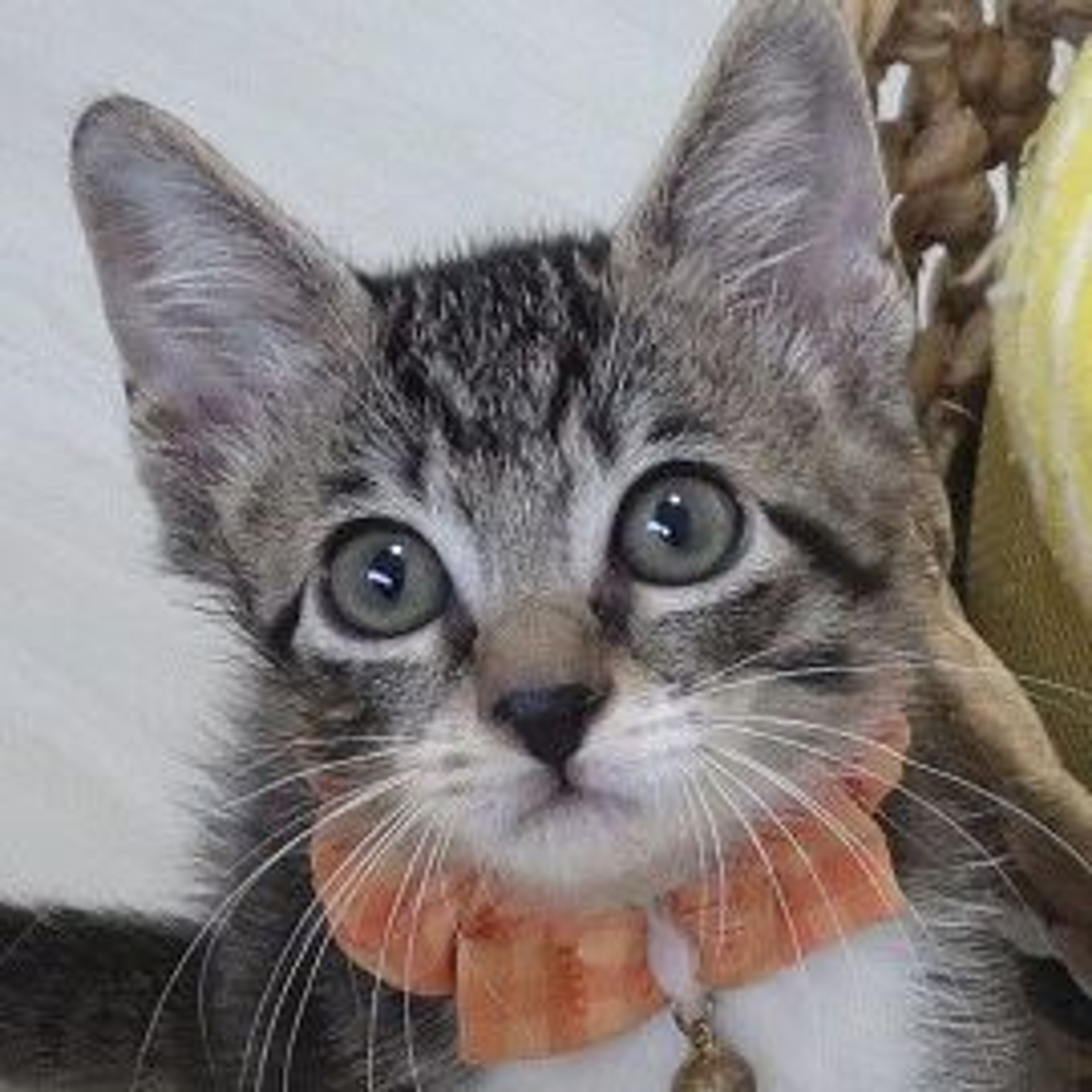 雑種（ミックス猫）・オスの里親募集の写真