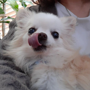 クランの写真