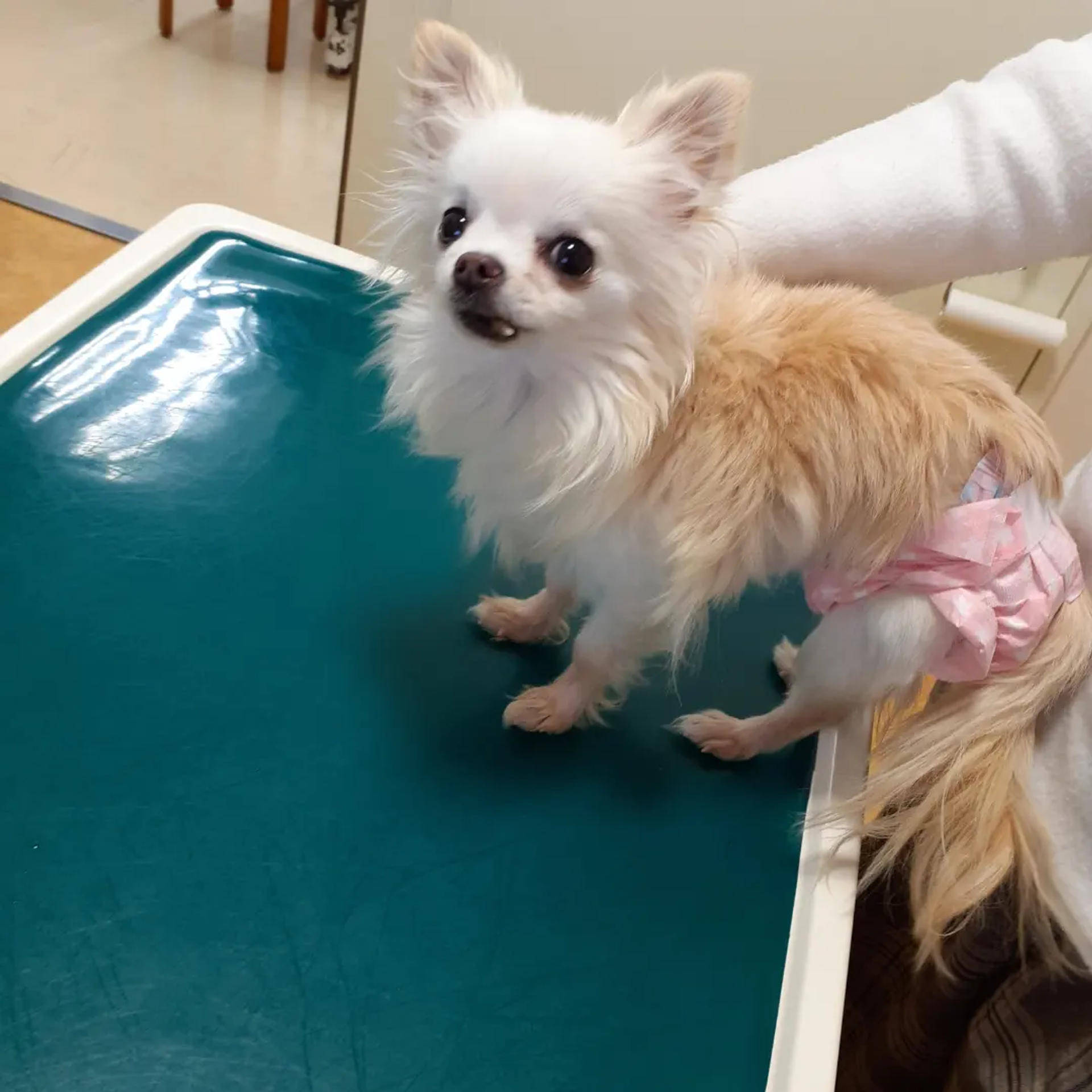 pet-image-3