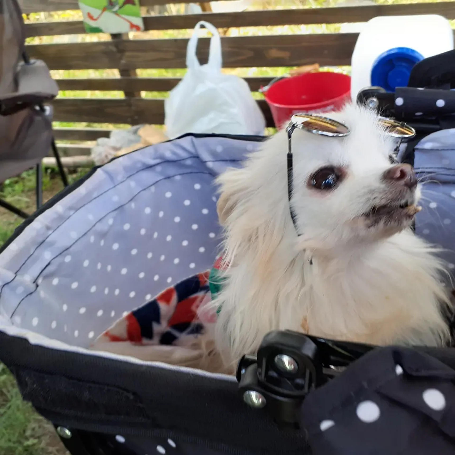 pet-image-4