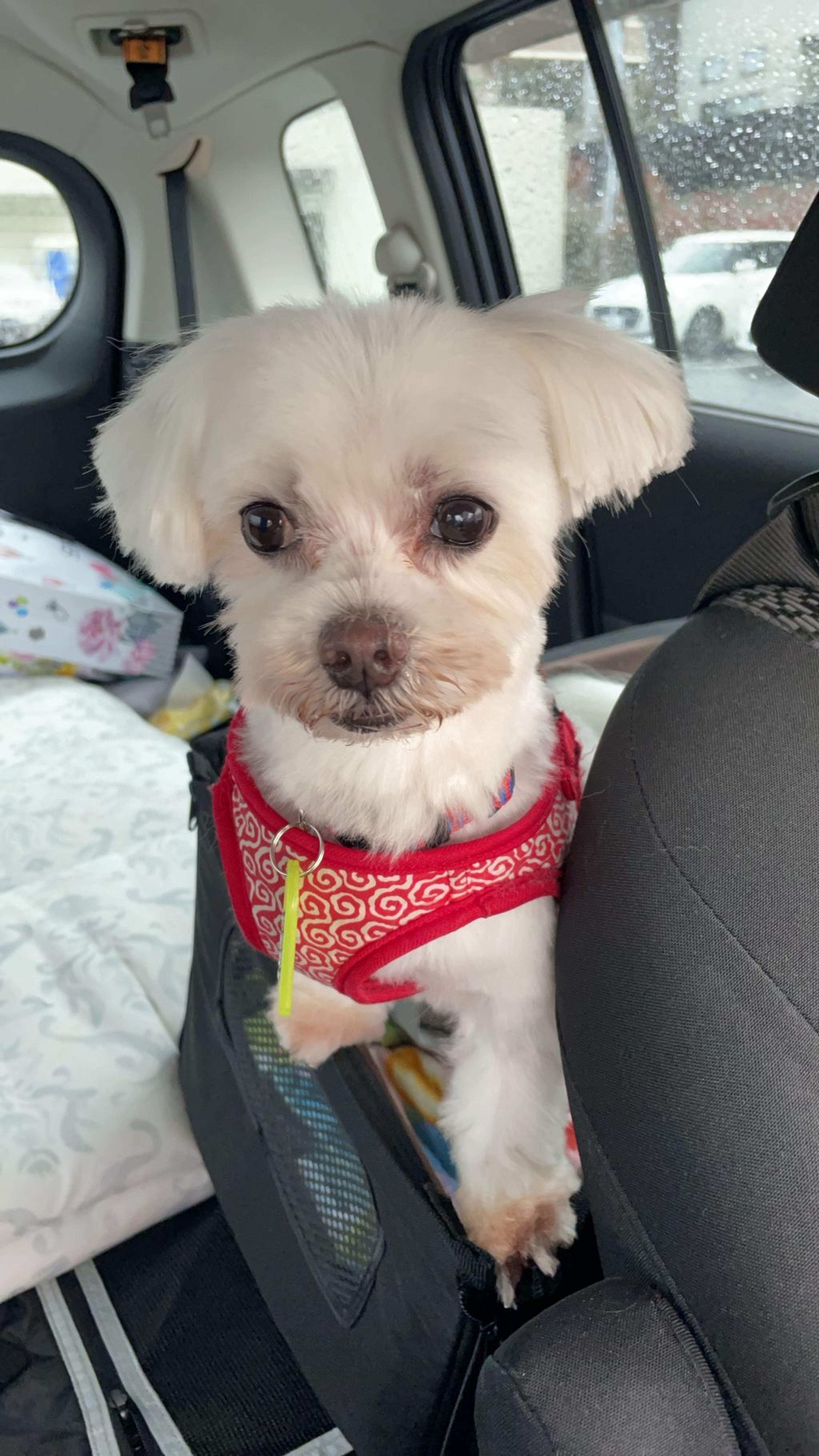 pet-image-3