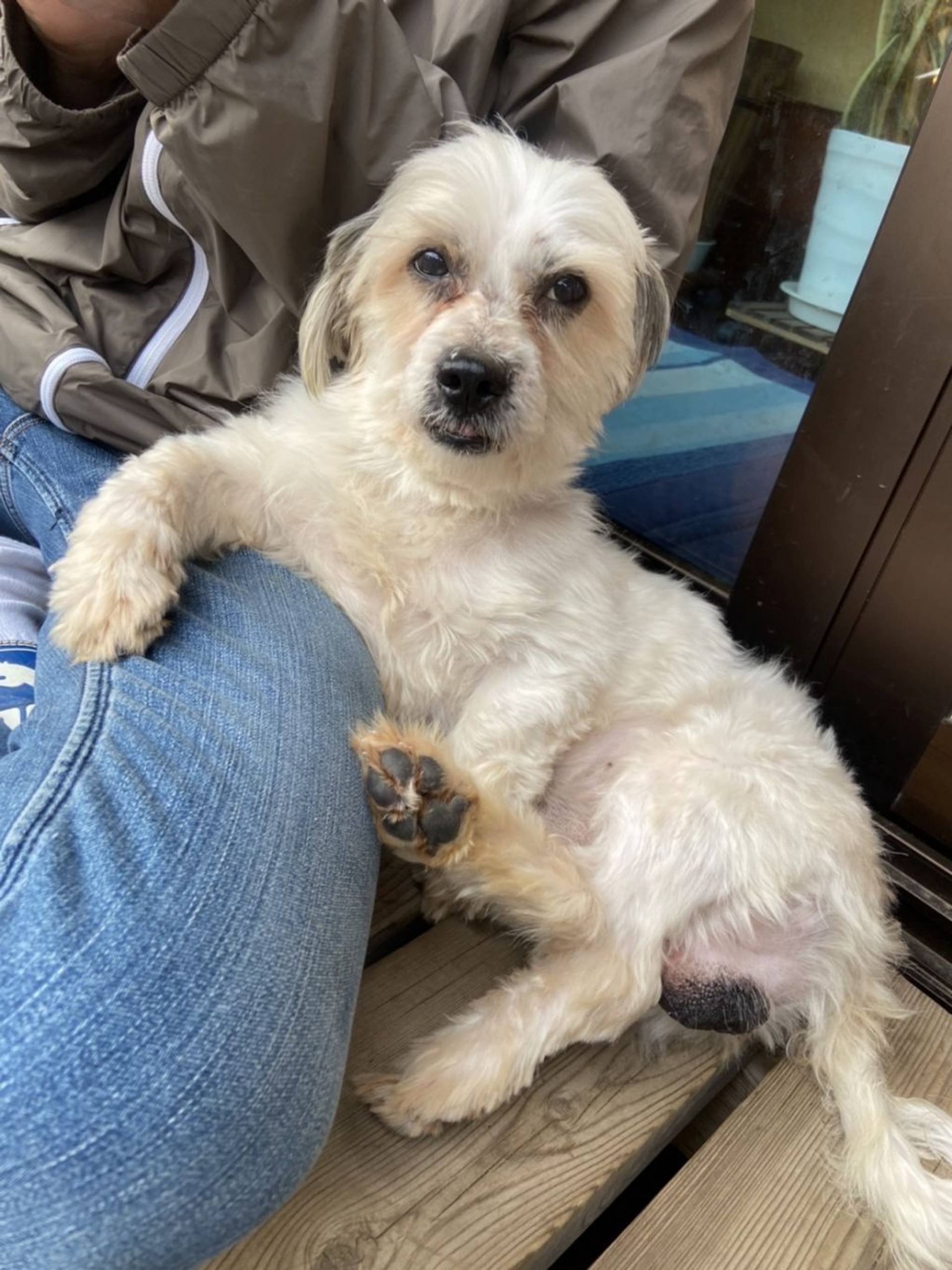 雑種（ミックス犬）・オスの里親募集の写真