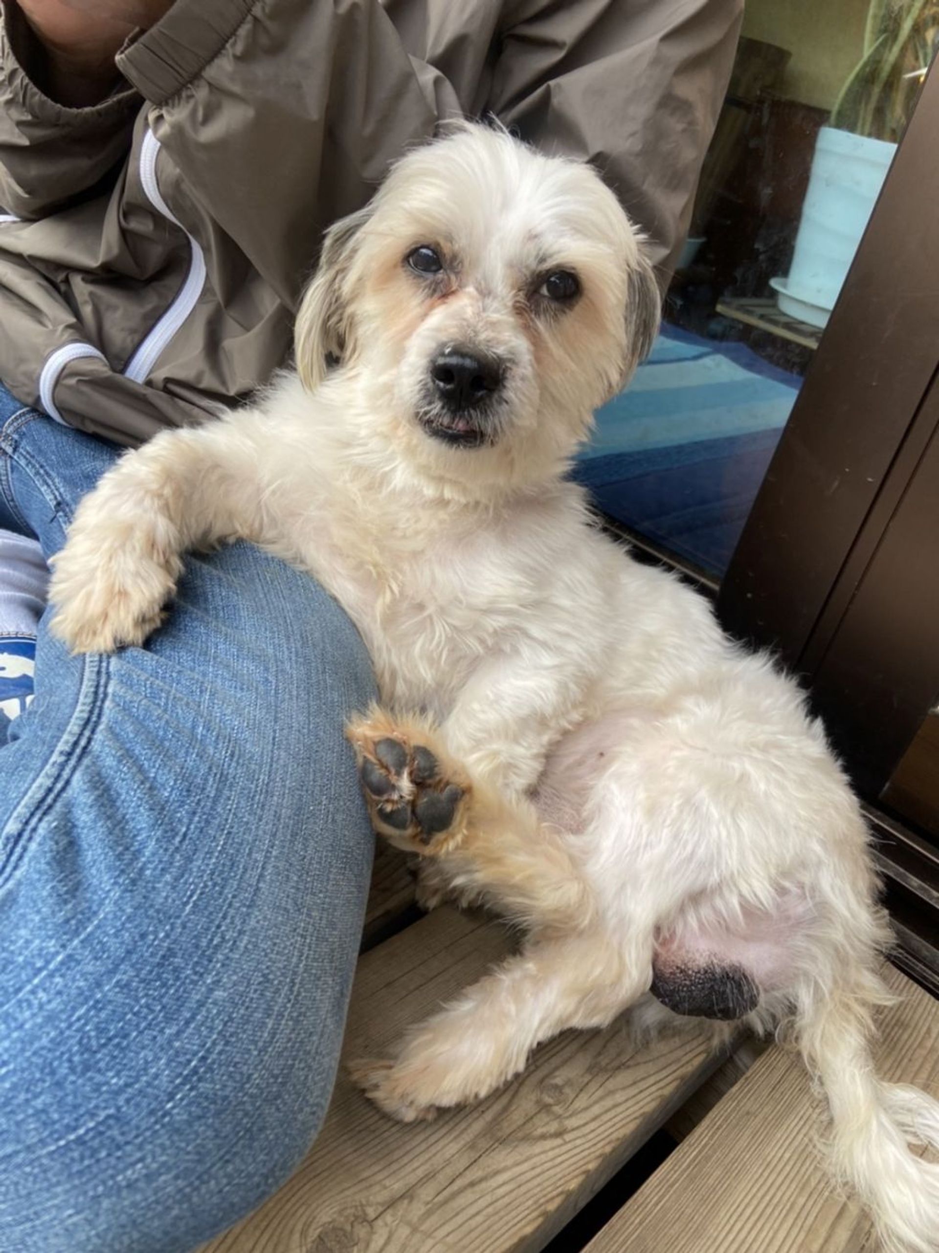 雑種（ミックス犬）・オスの里親募集の写真
