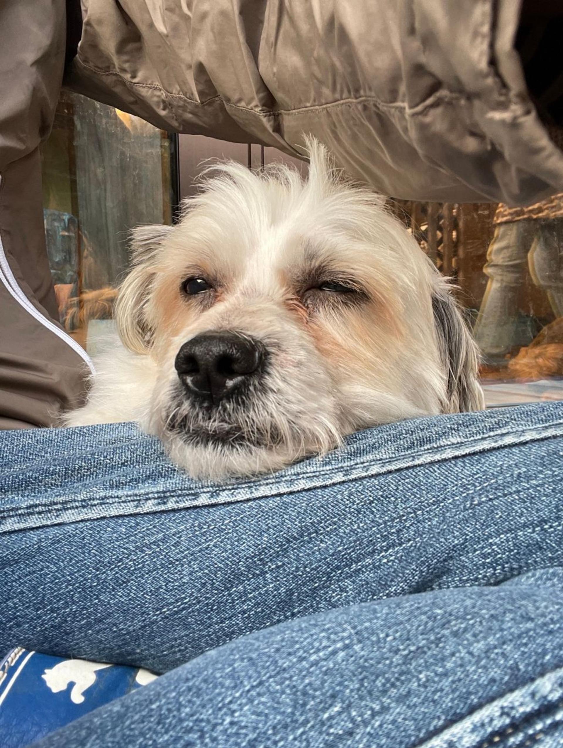 pet-image-4