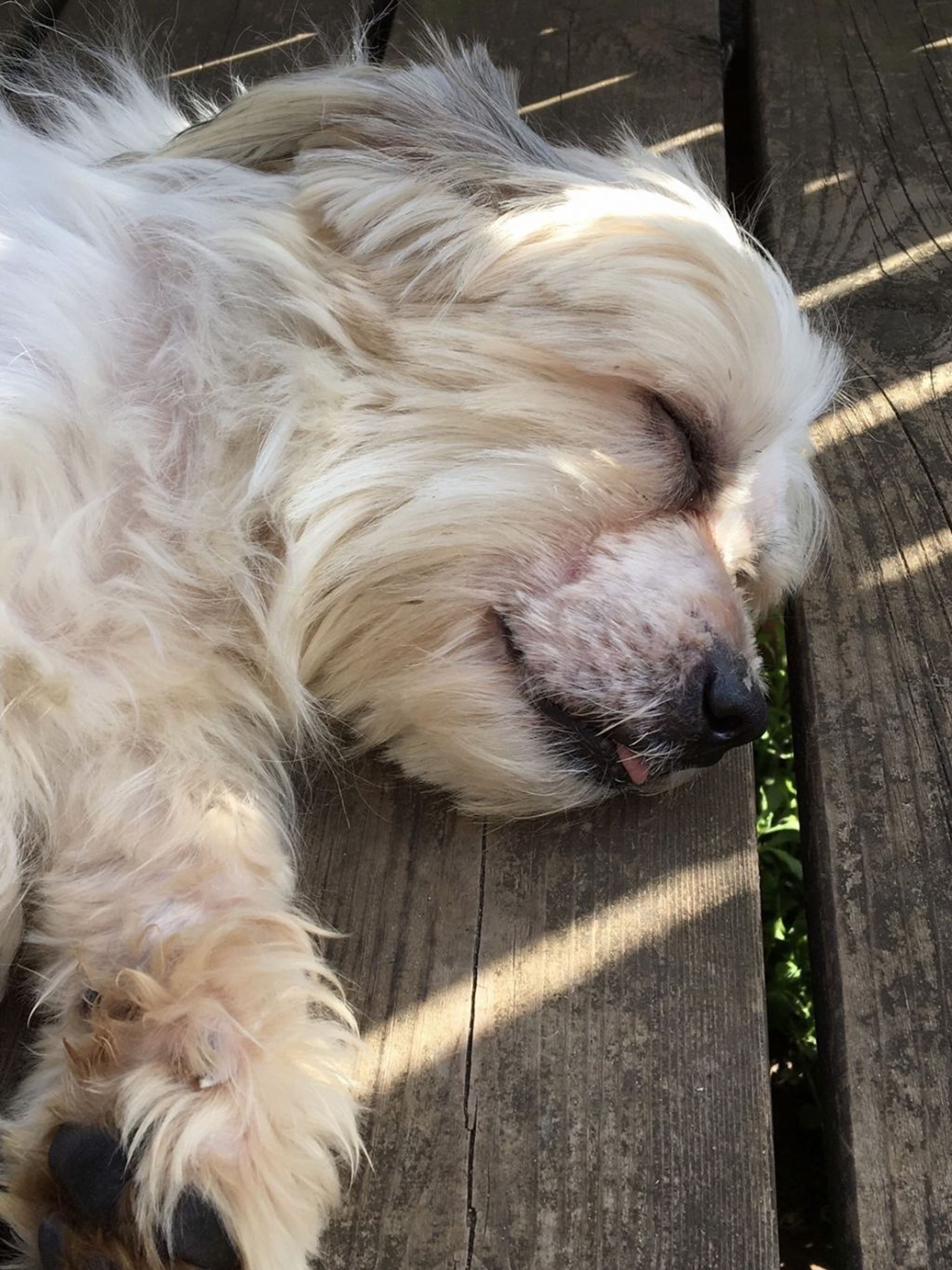 pet-image-8