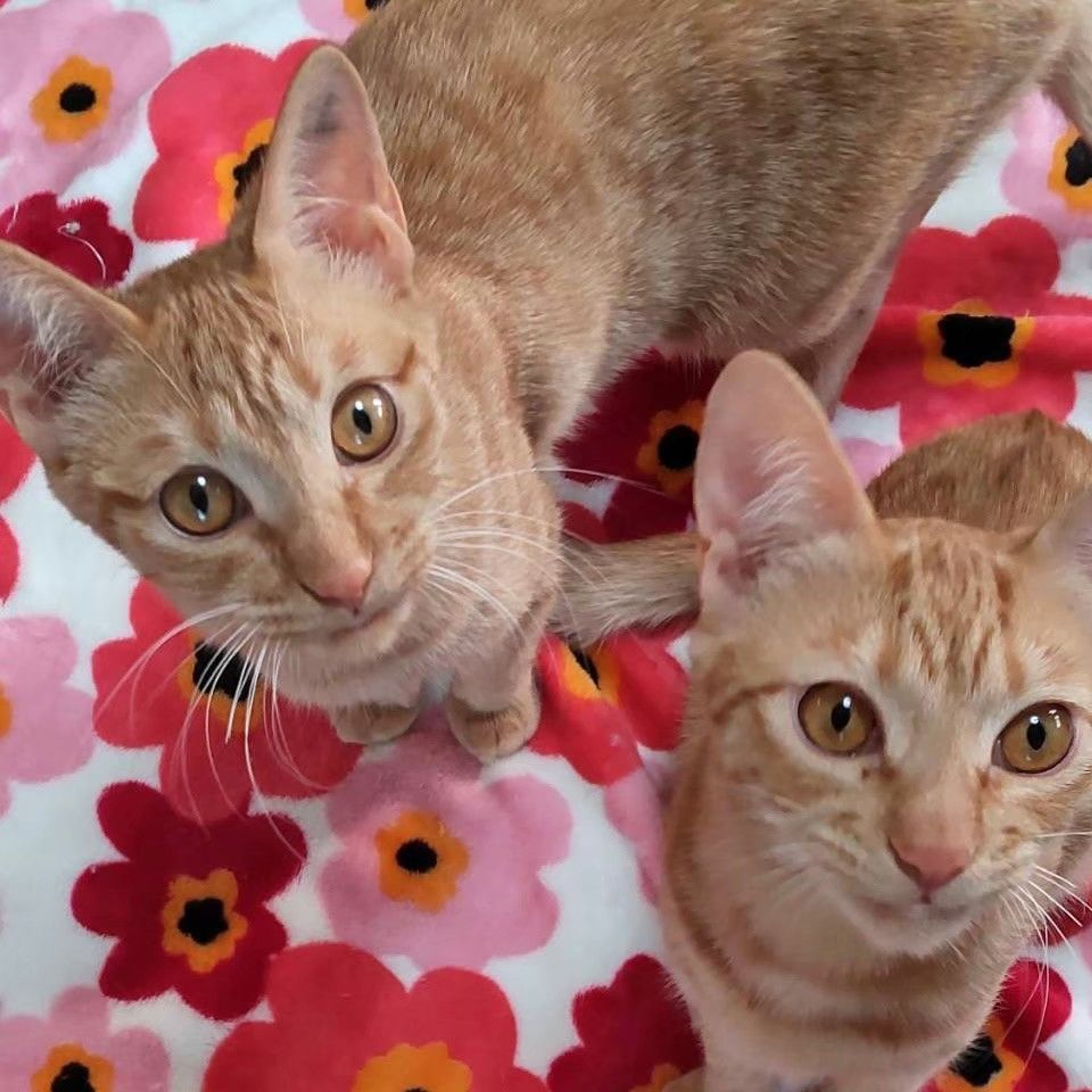 雑種（ミックス猫）・メスの里親募集の写真