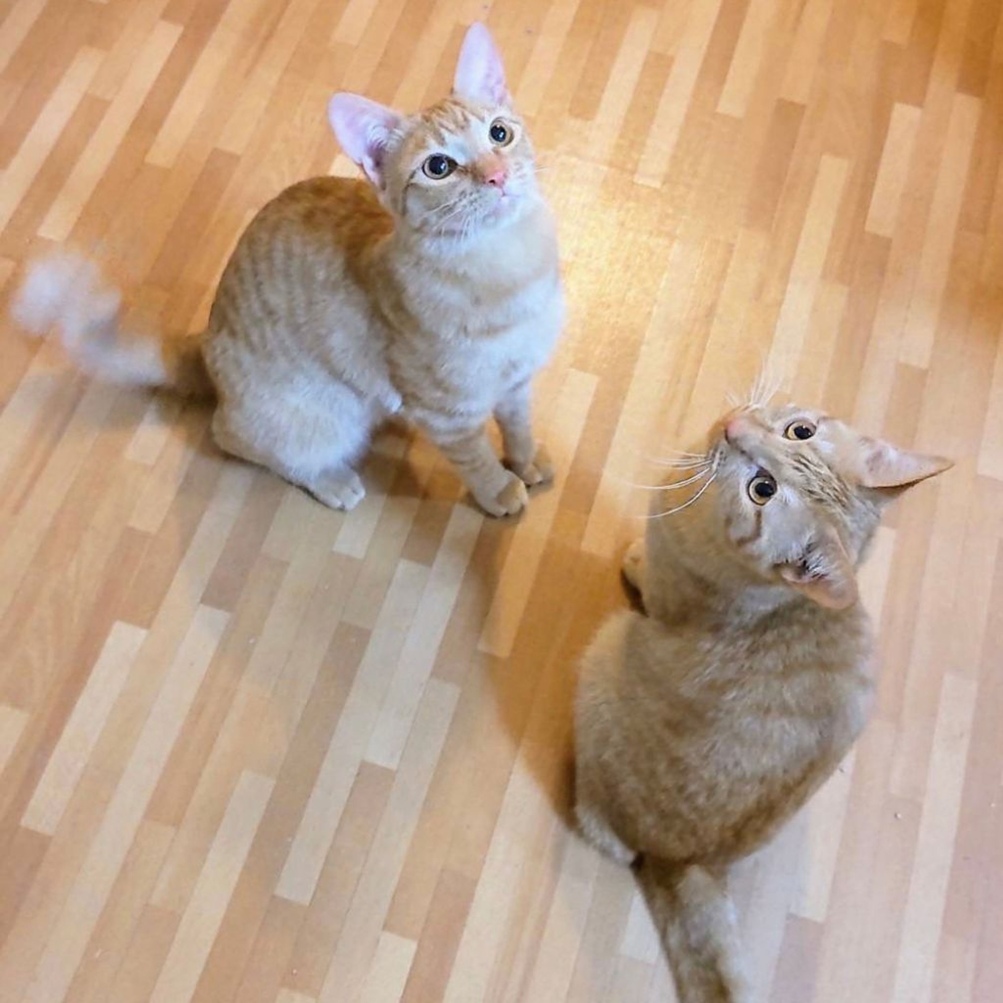 pet-image-3