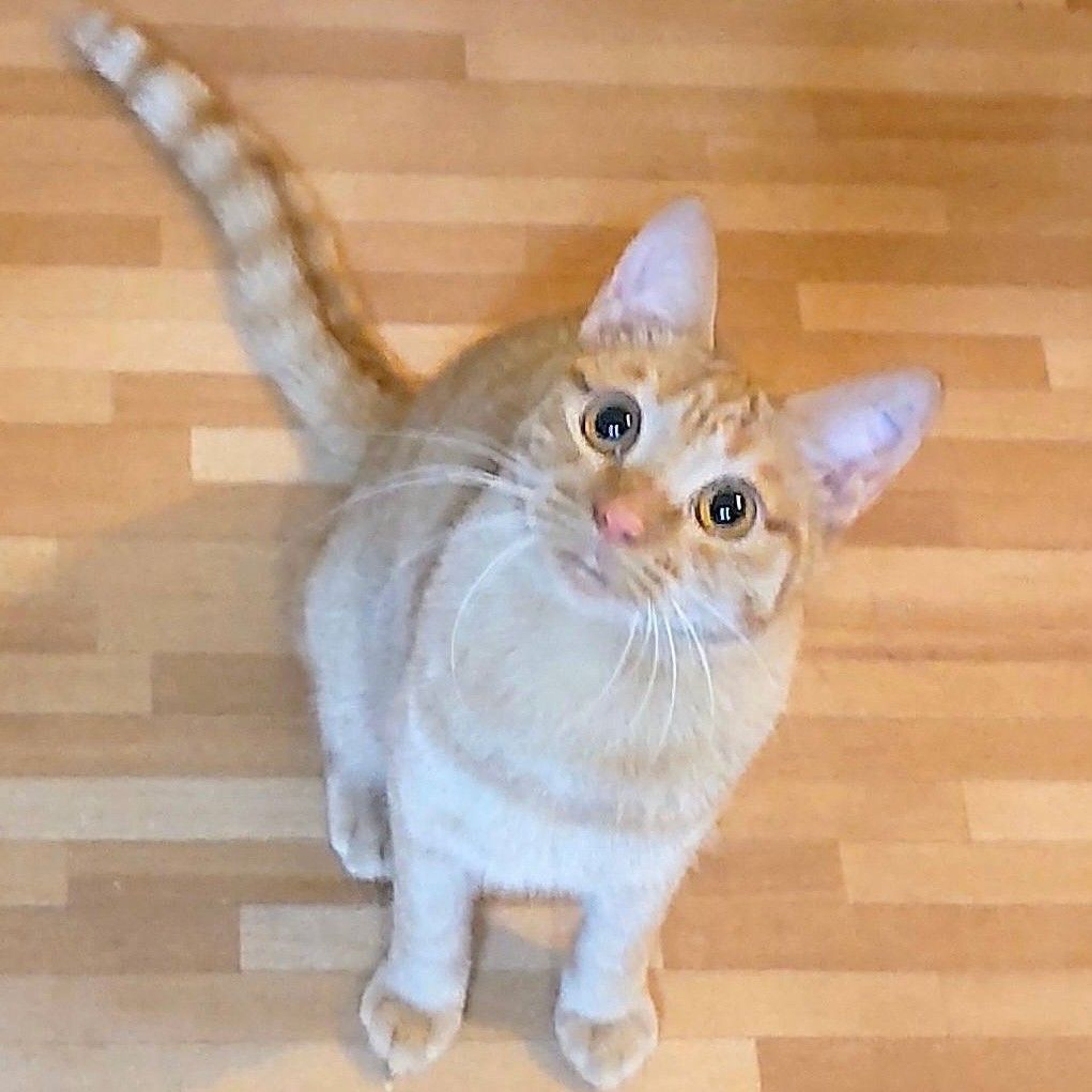 pet-image-4