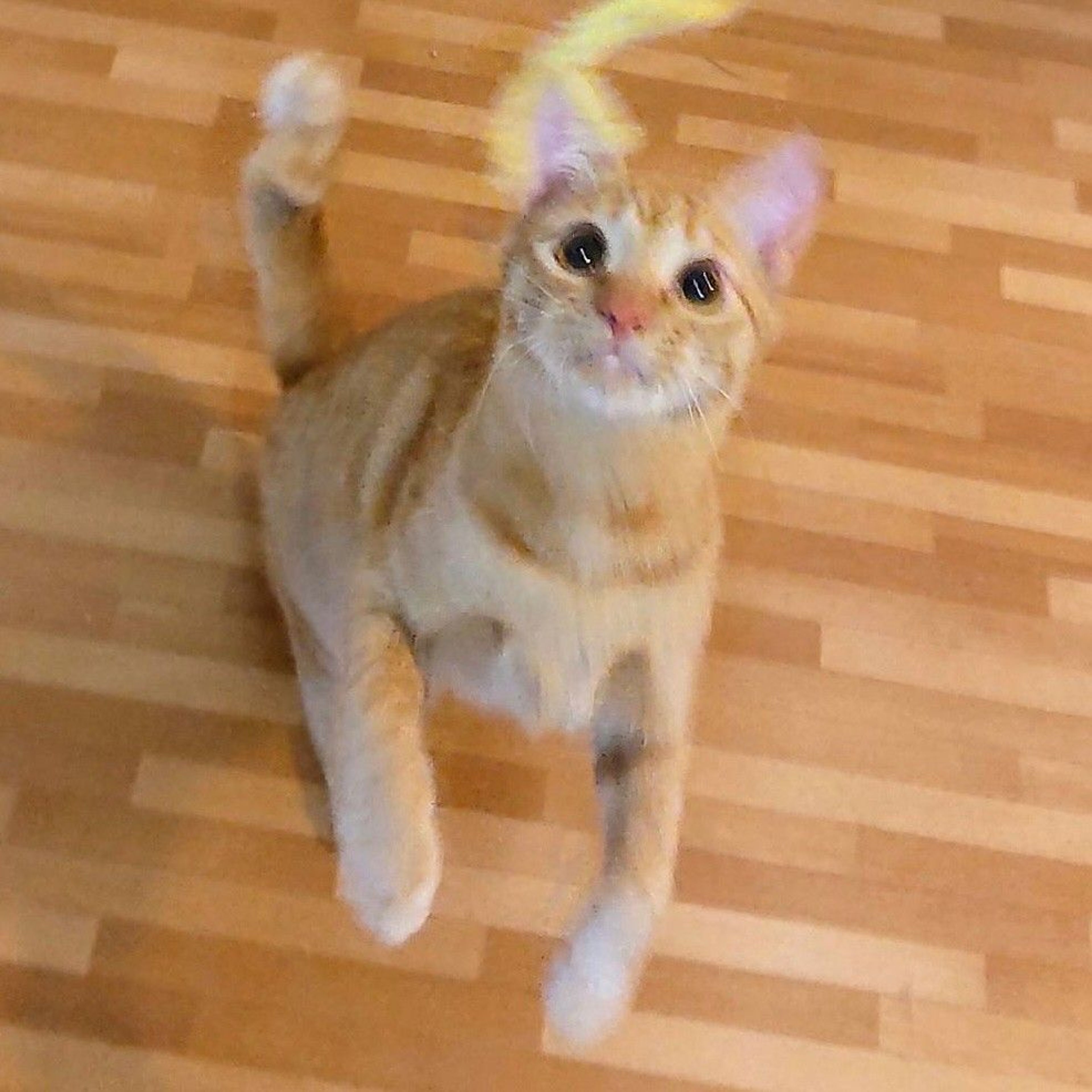 pet-image-5
