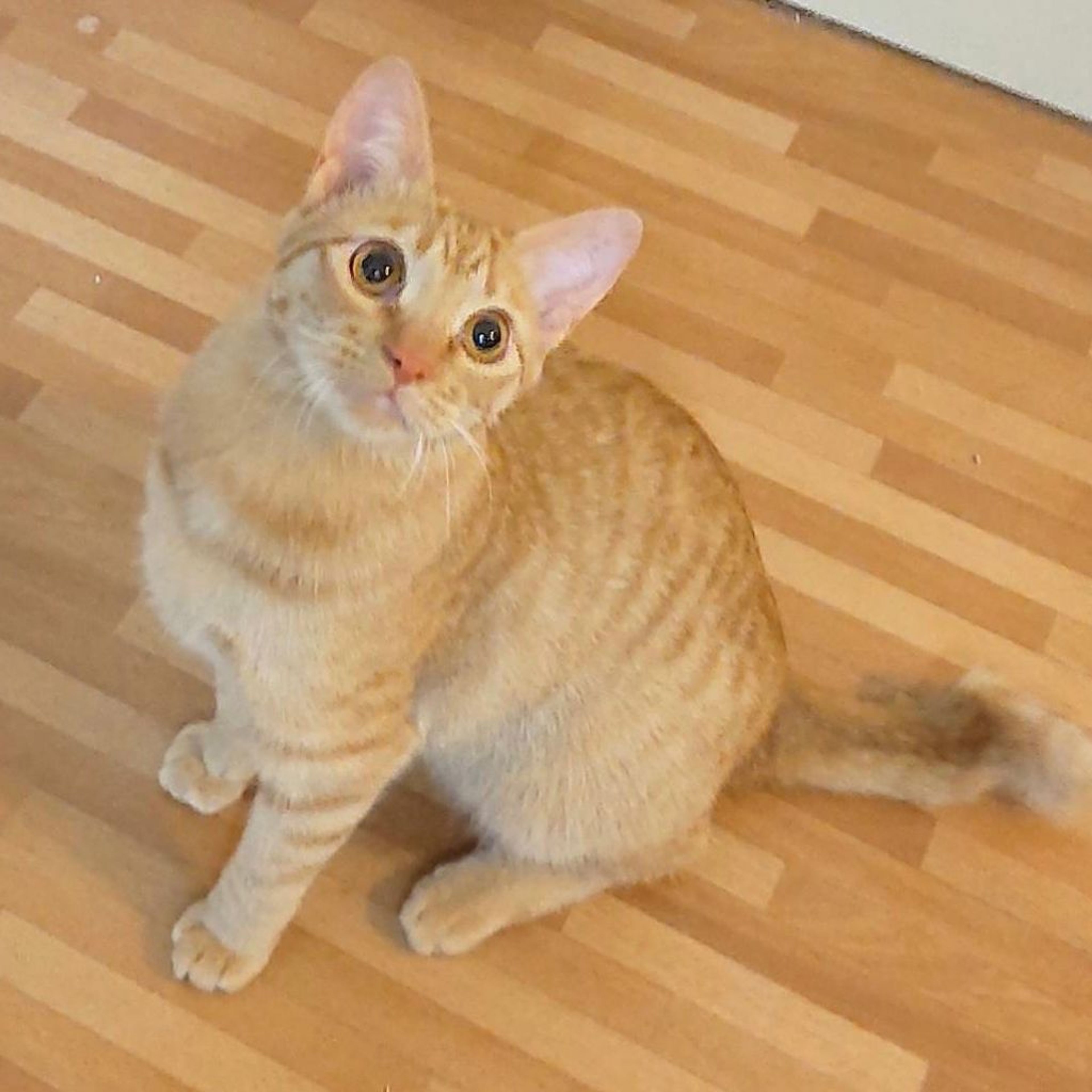 pet-image-6