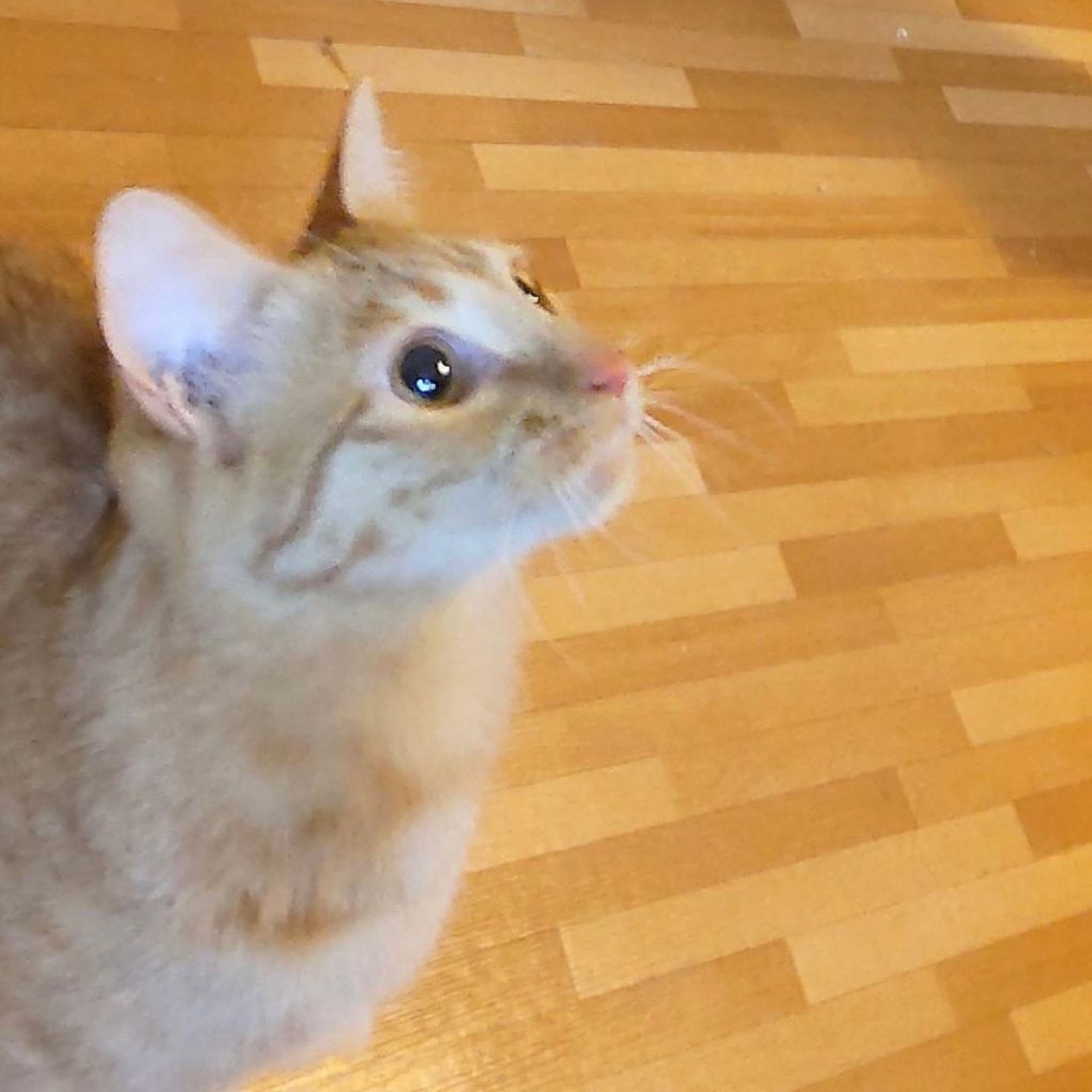 pet-image-7