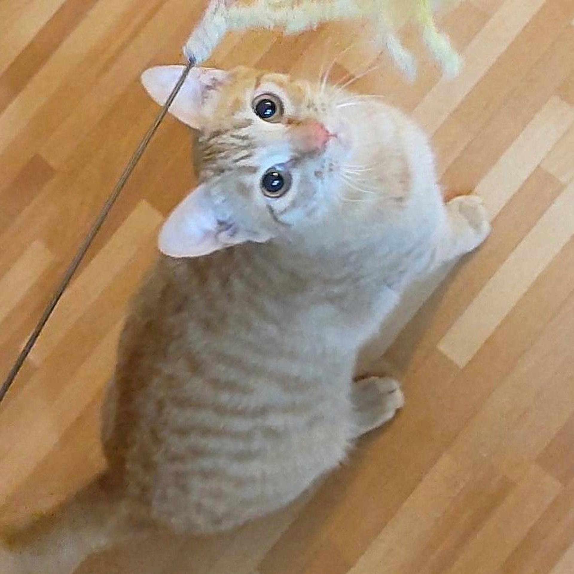 pet-image-8