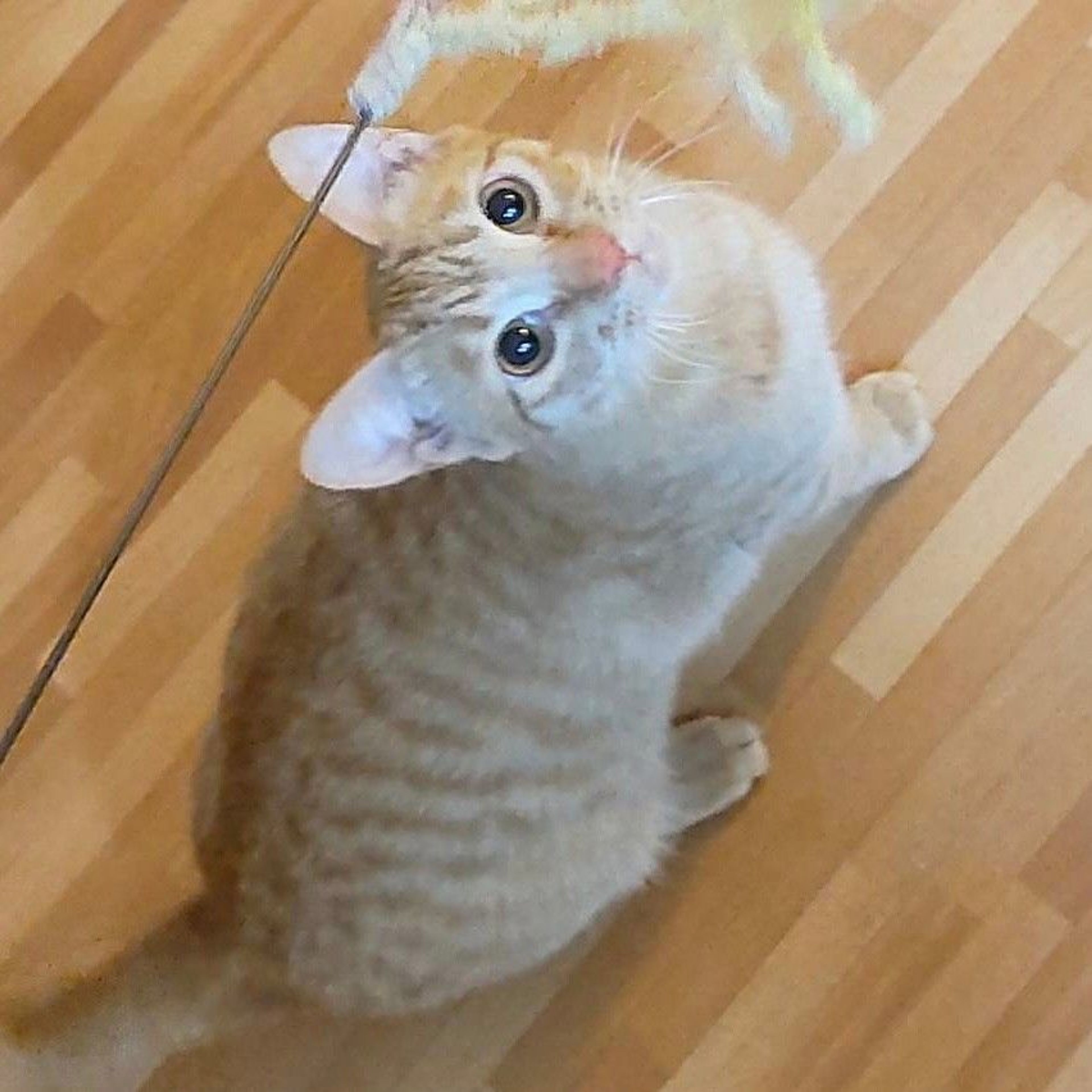 pet-image-8