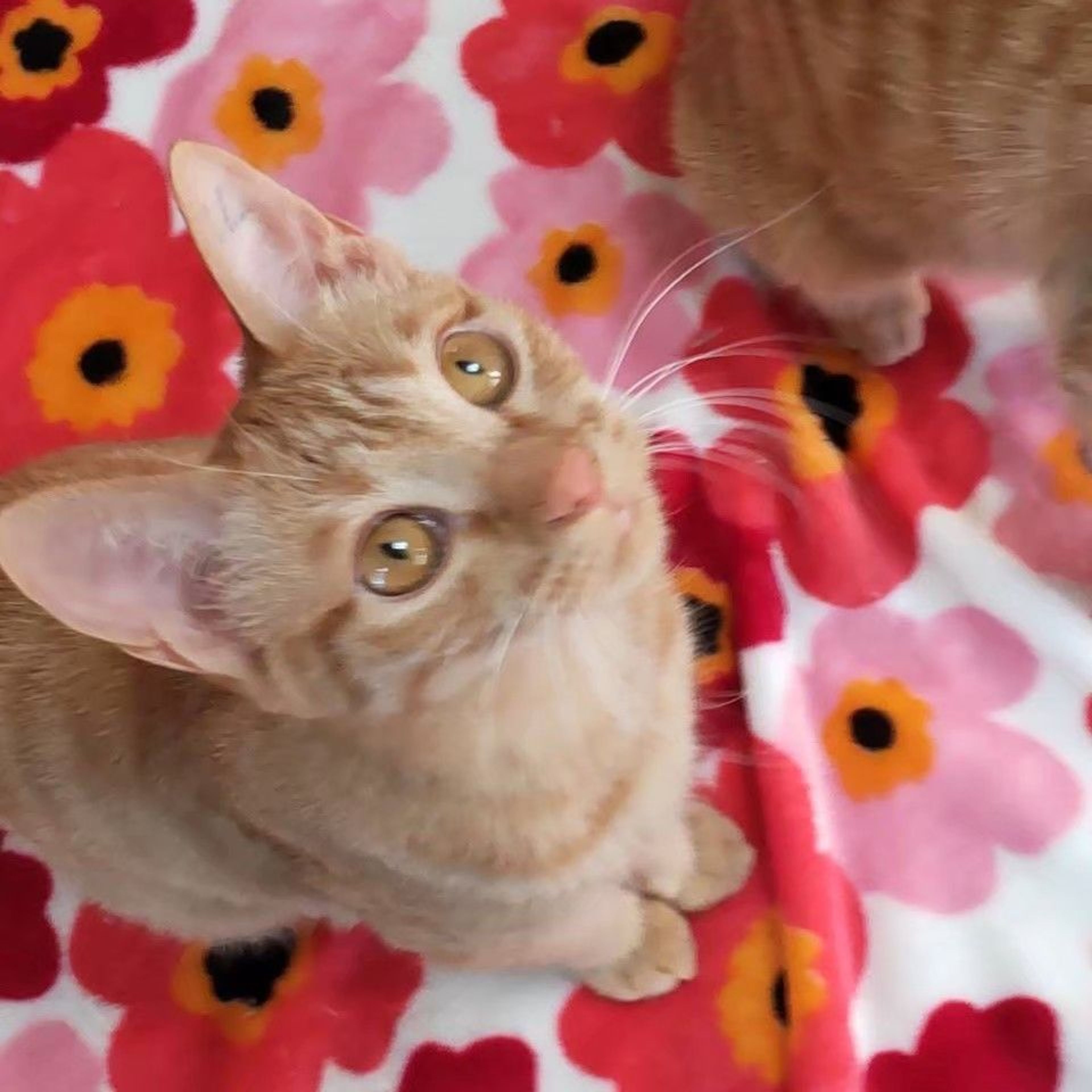 pet-image-9