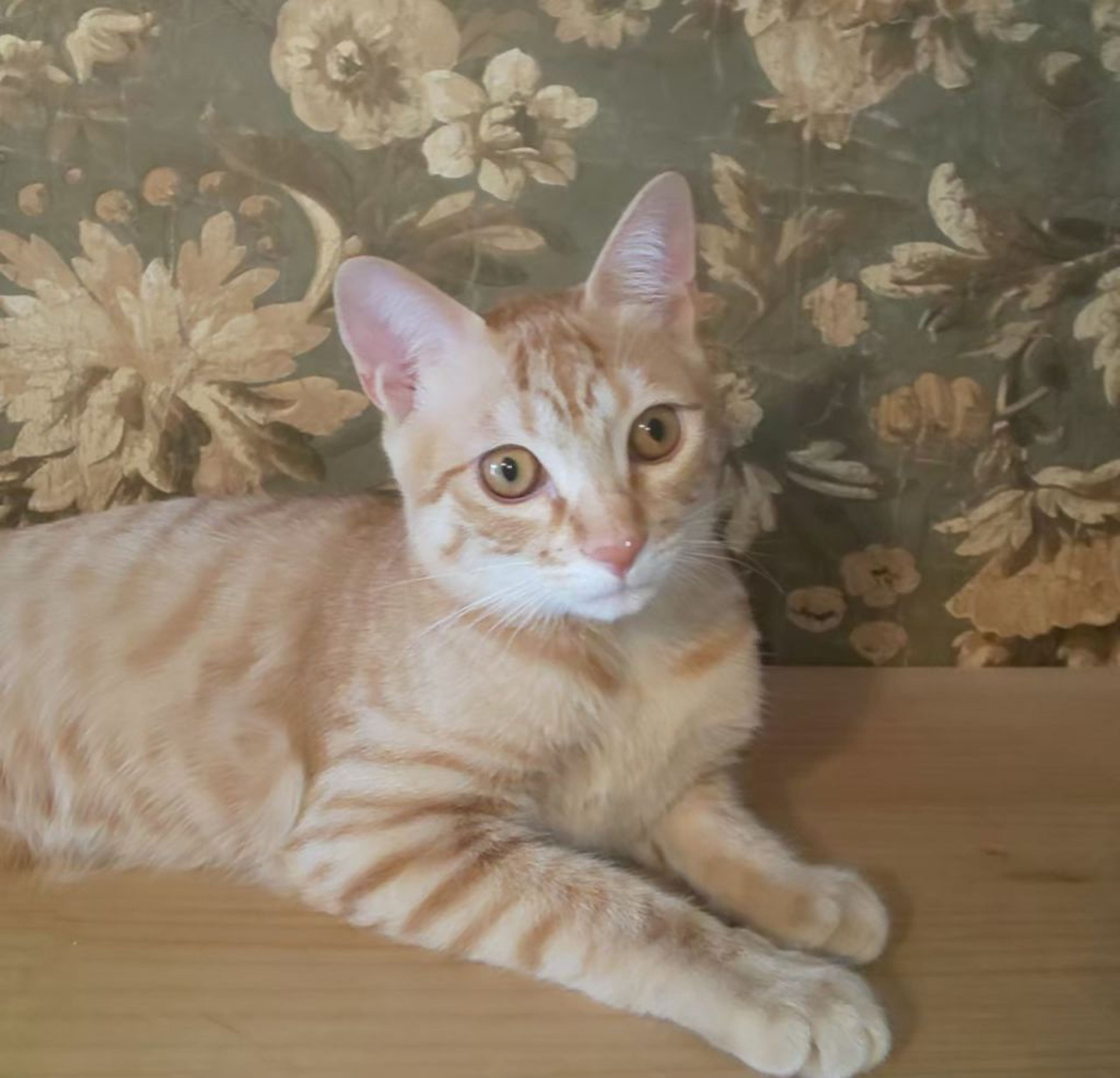雑種（ミックス猫）・オスの里親募集の写真