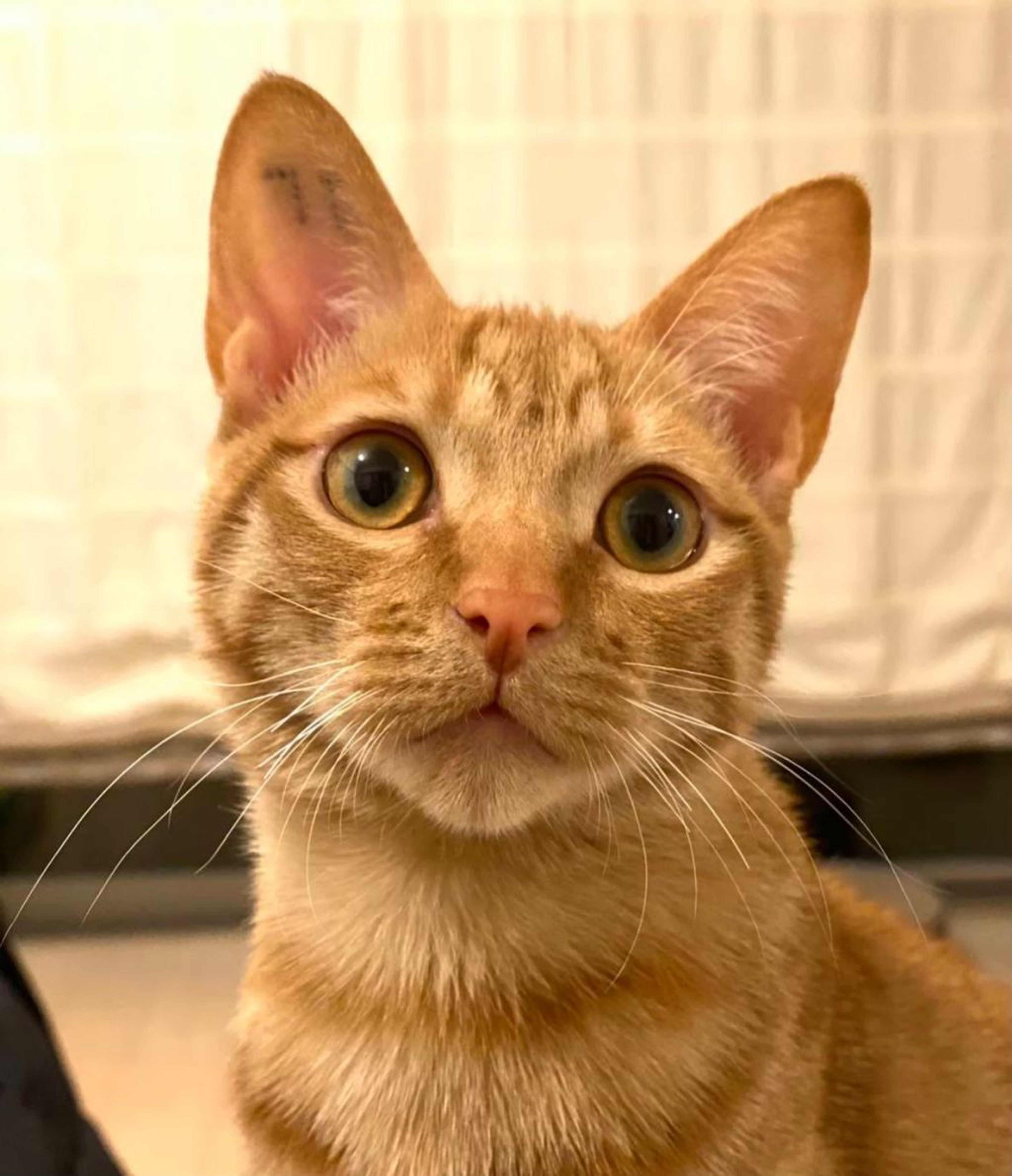 pet-image-3
