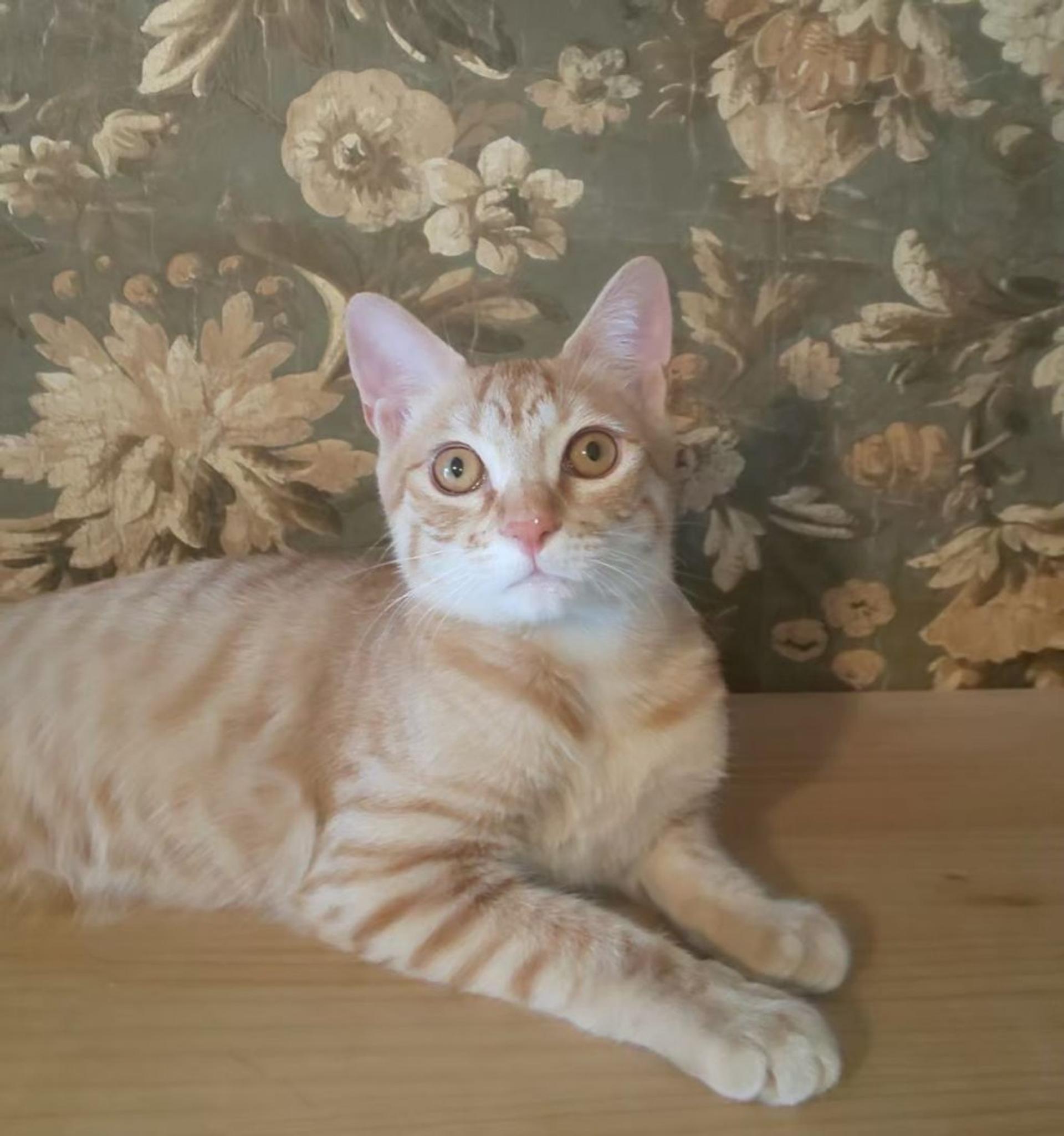 pet-image-4
