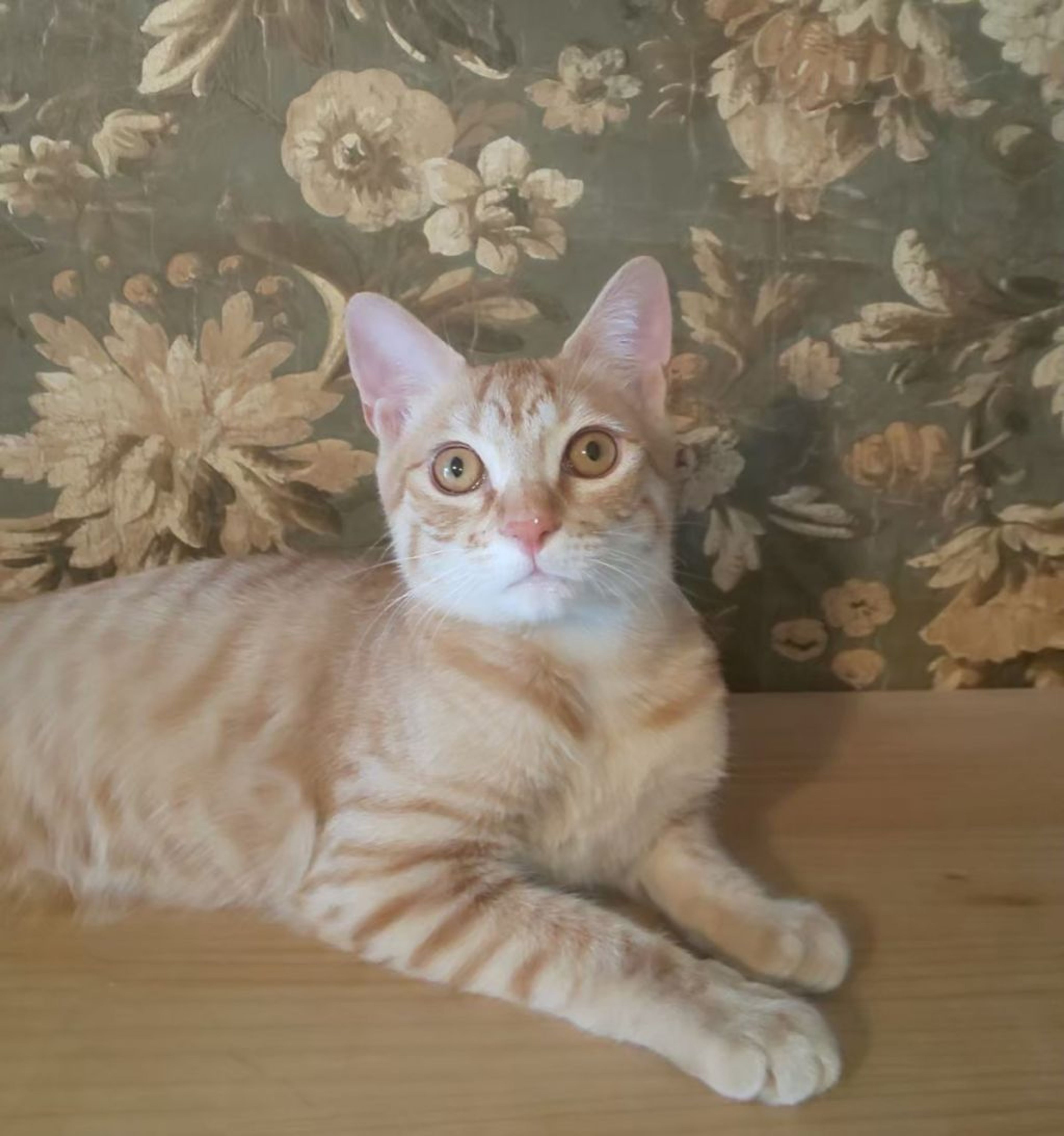pet-image-4