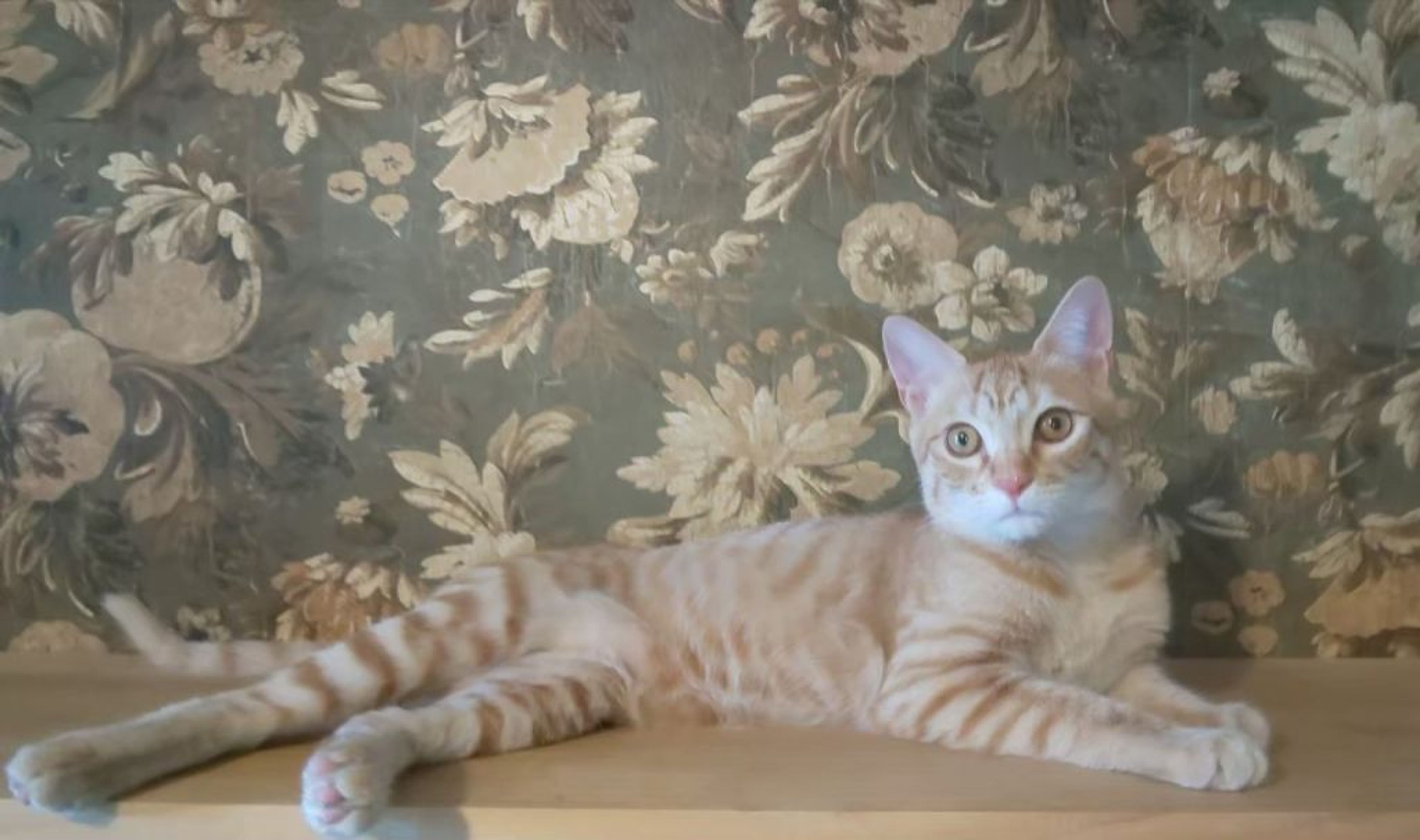 pet-image-6