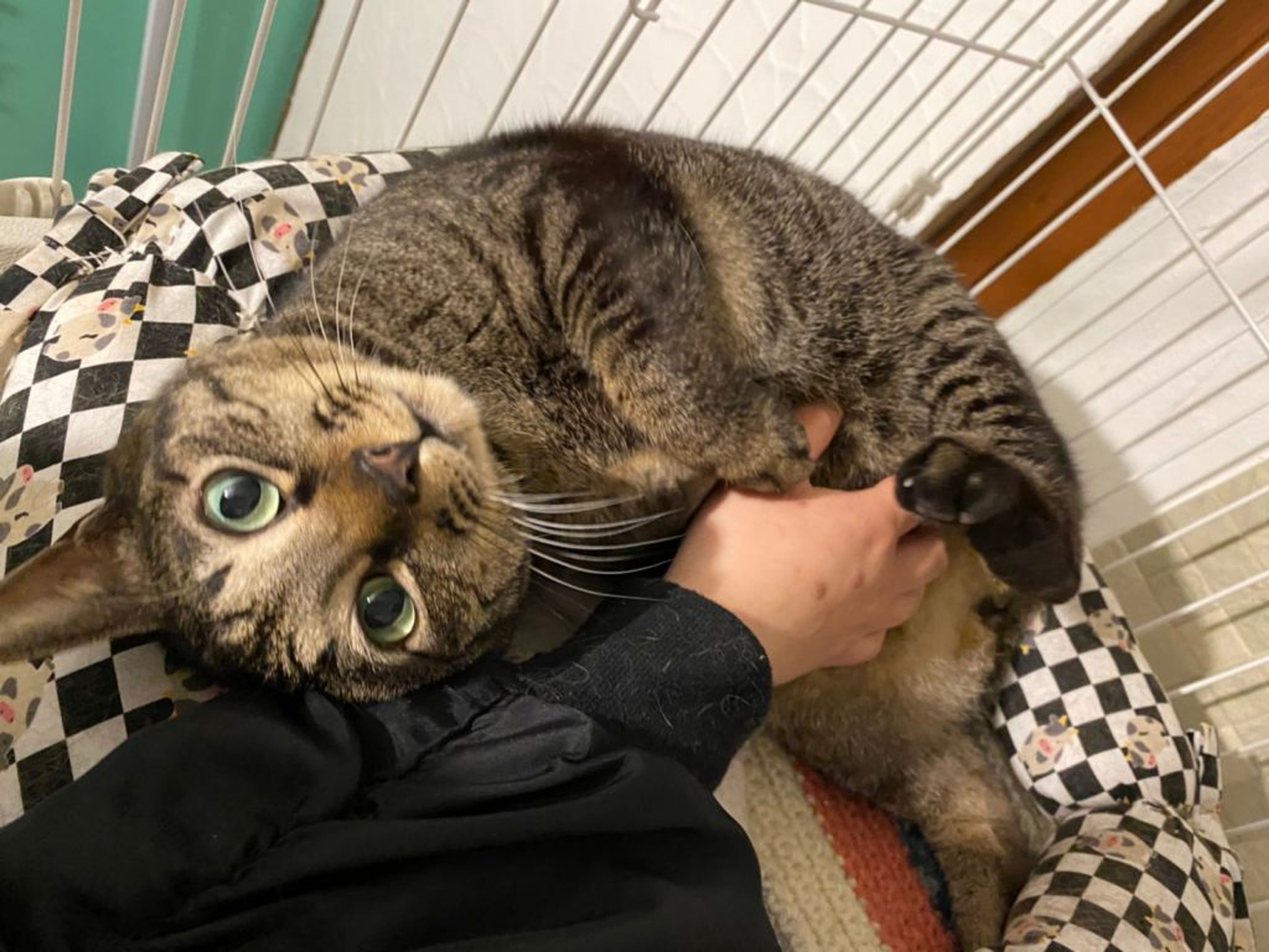 雑種（ミックス猫）・オスの里親募集の写真